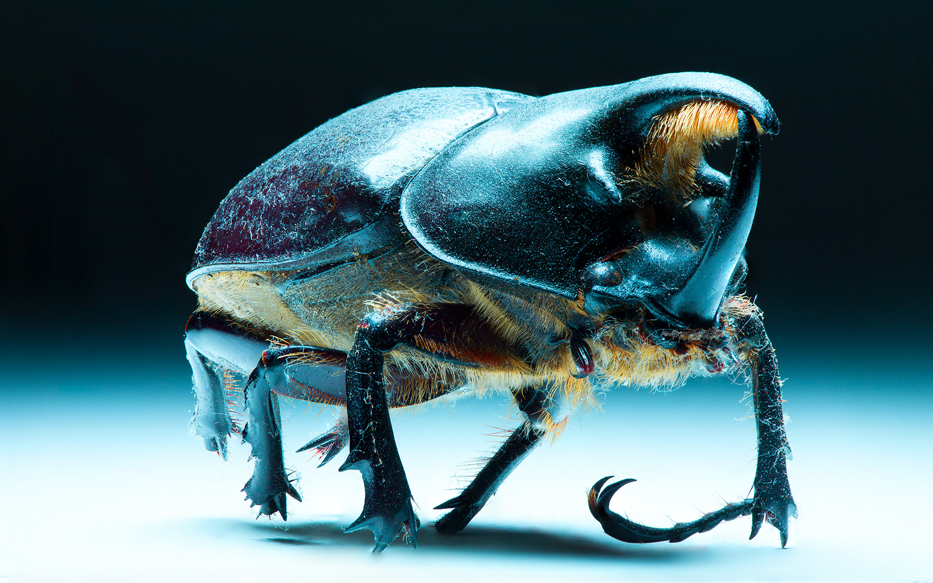 Beetle