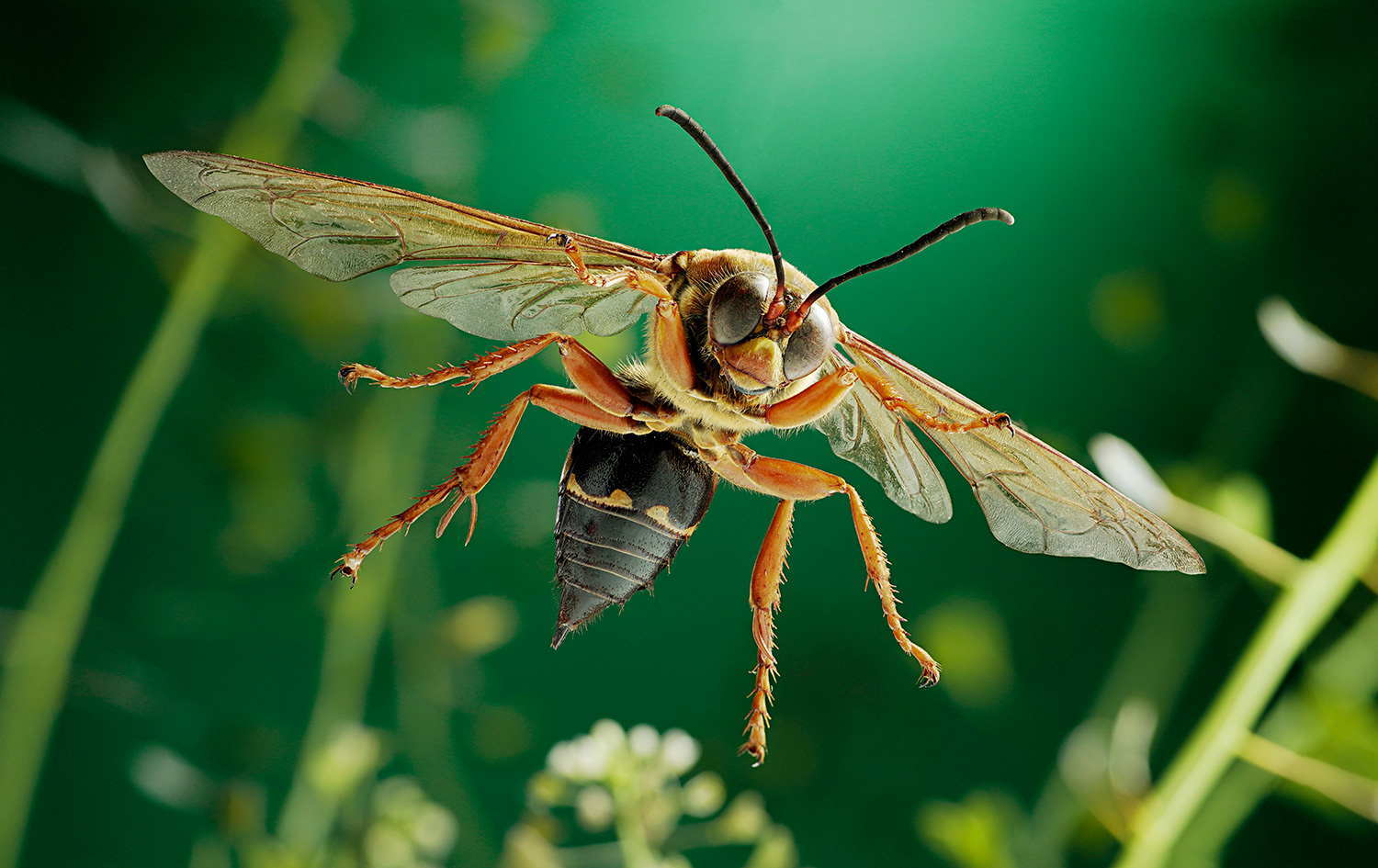 Cicada Killer