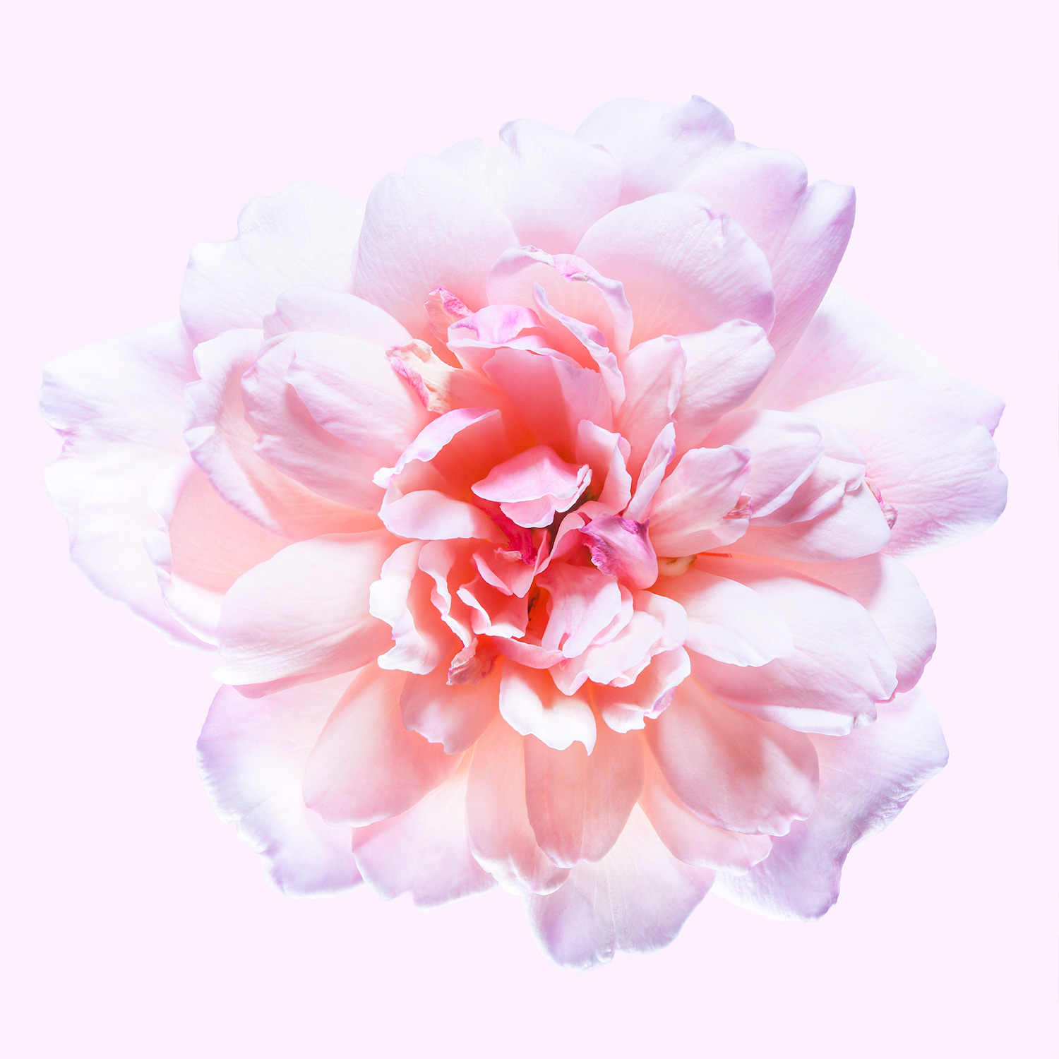 The Rose