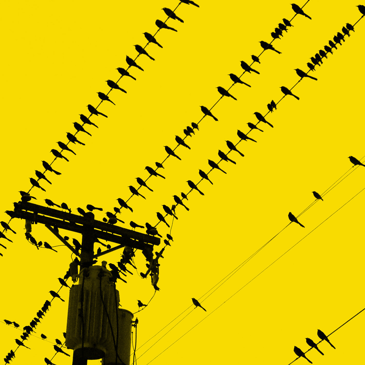 Birds On A Wire