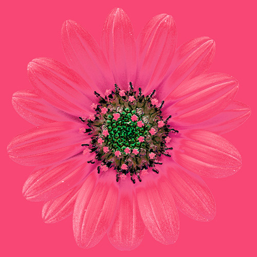 Sunflower Pink