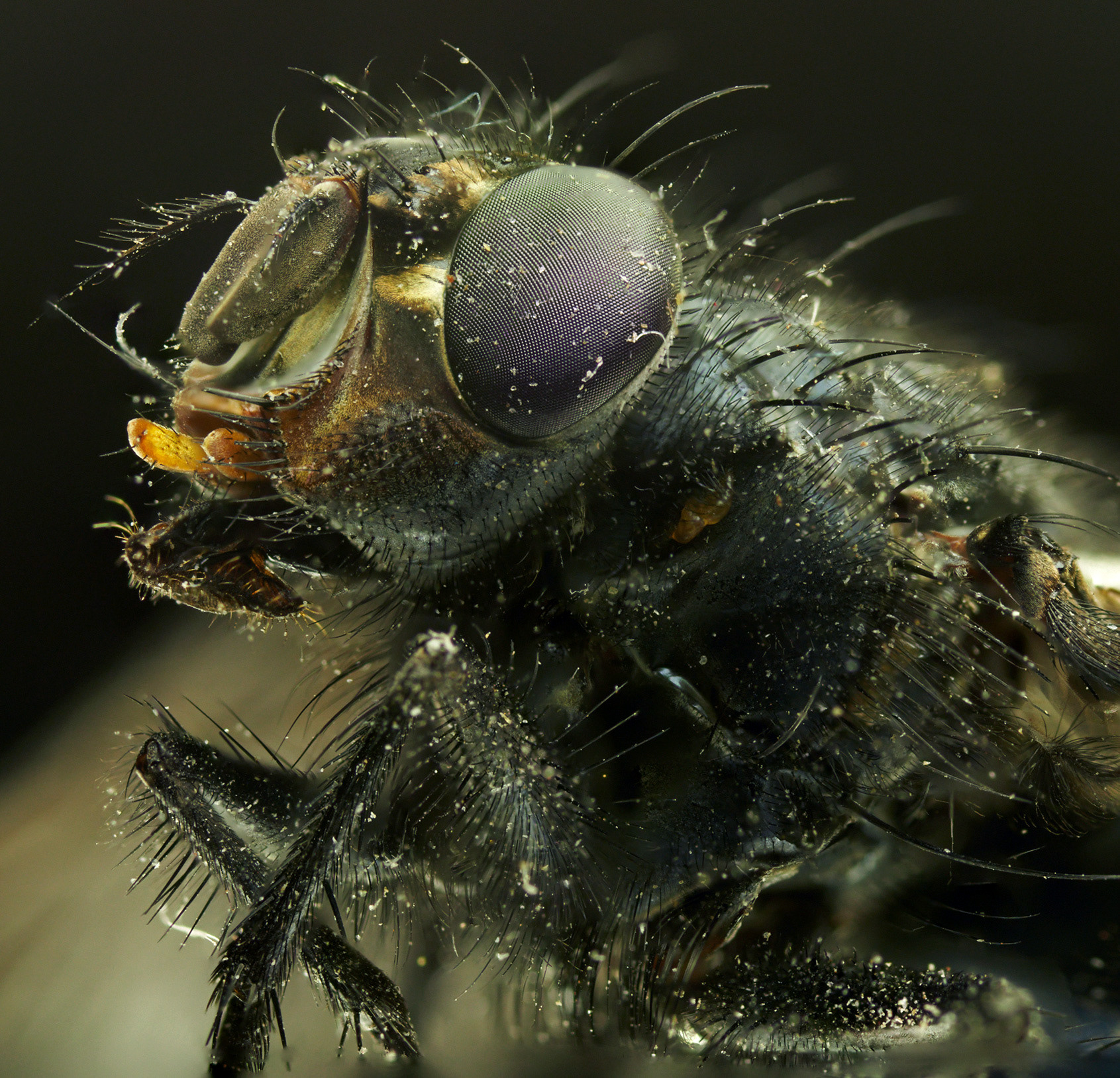 Fly