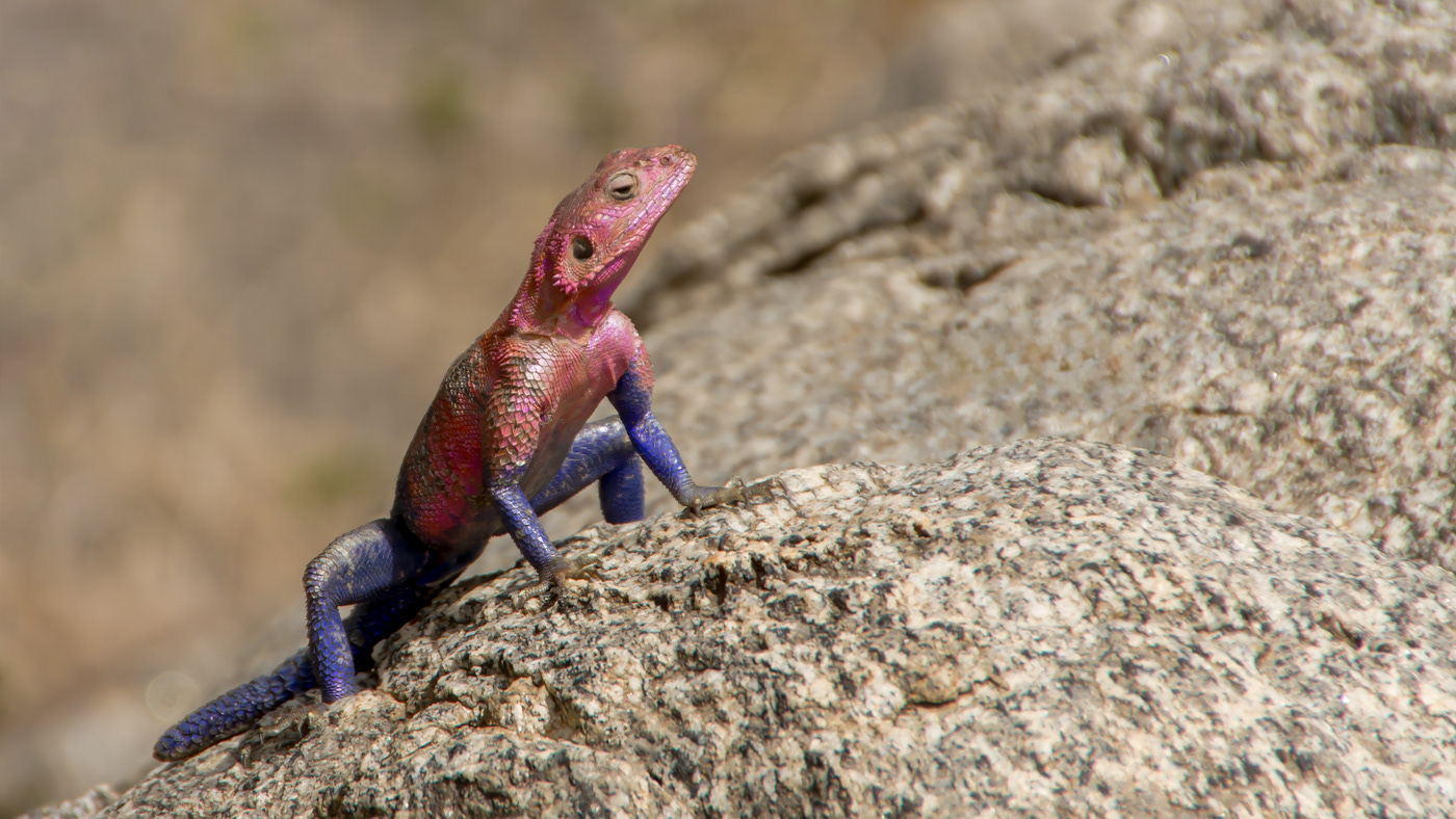 Agama - Agamidae