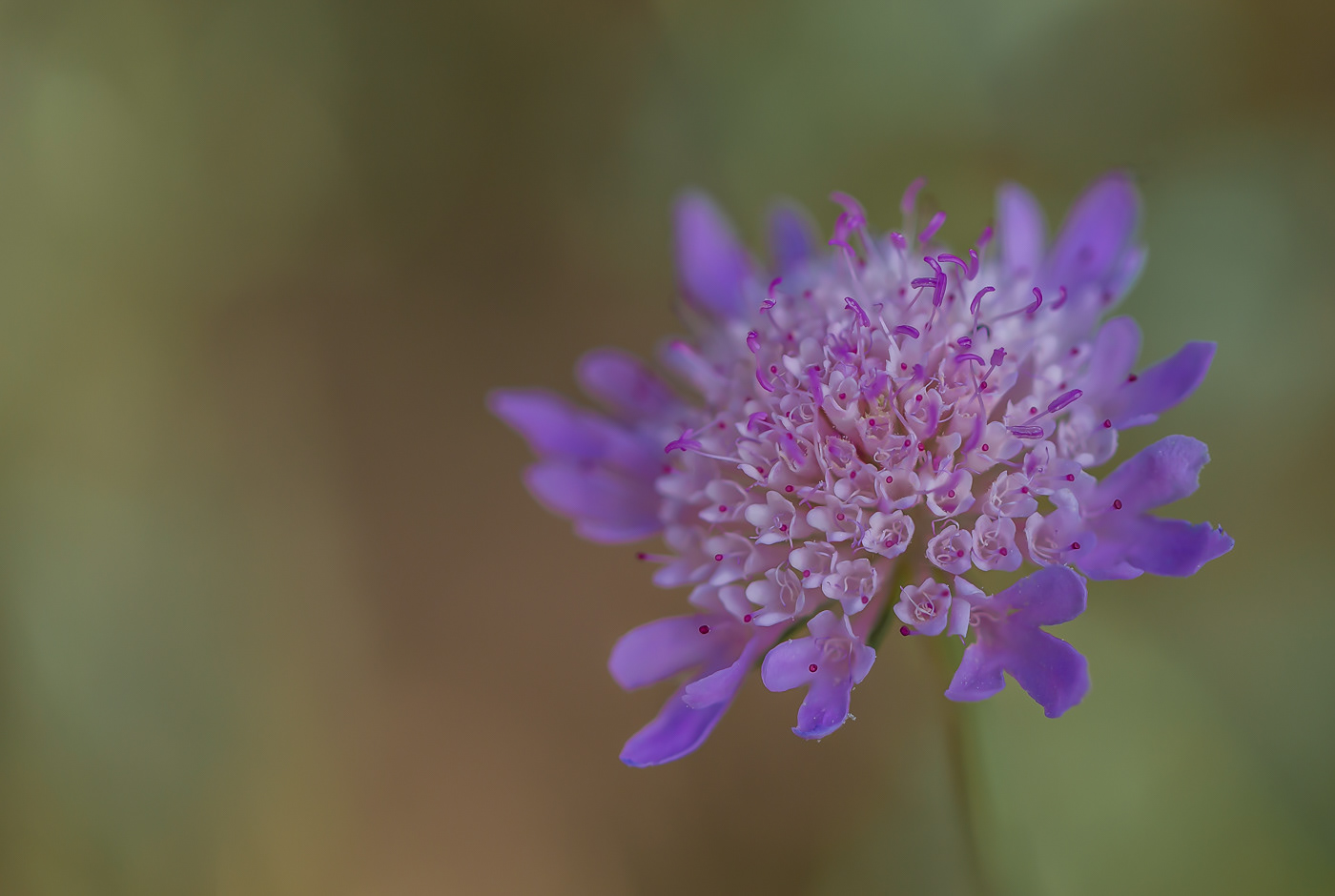 Duifkruid - Scabiosa columbaria