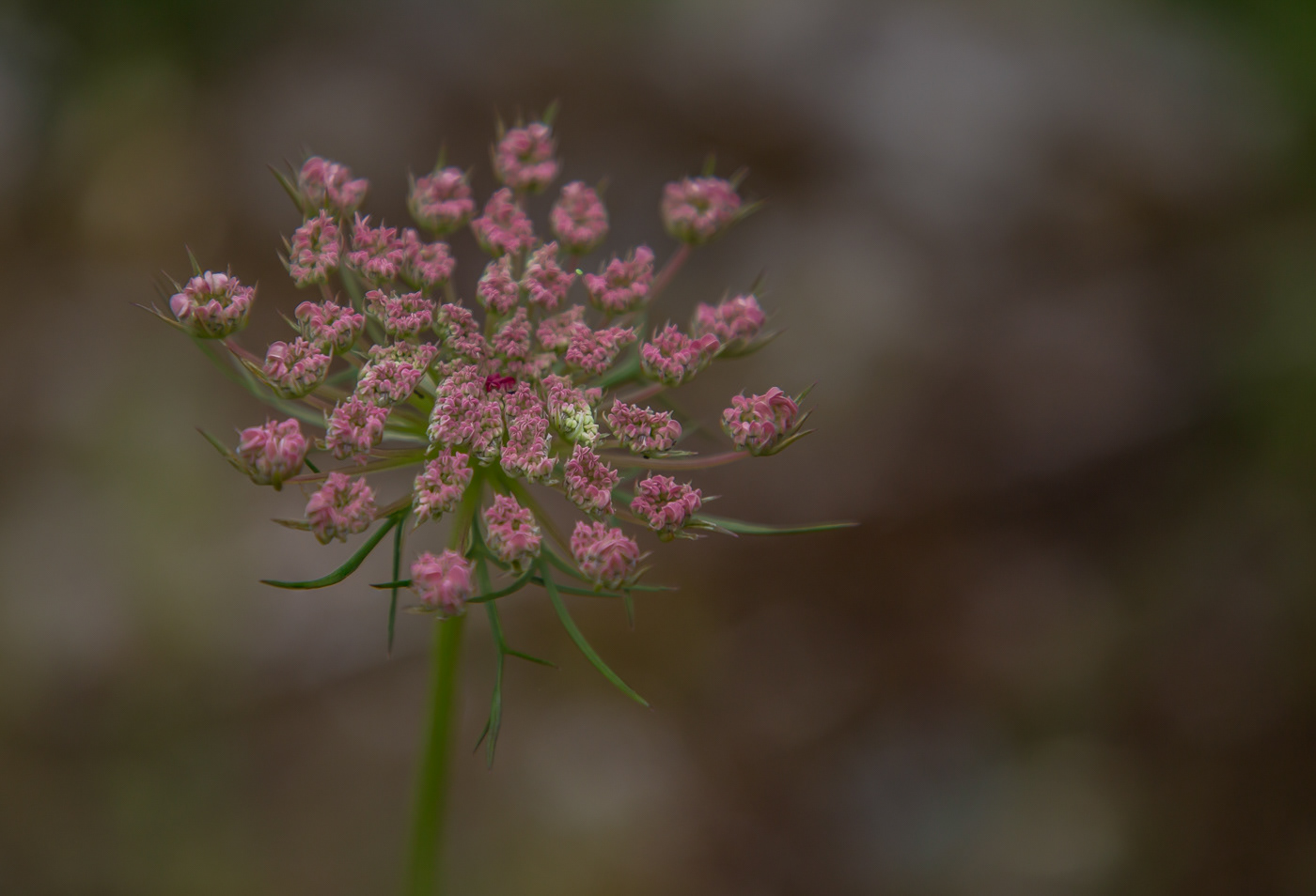 Wilde Peen - Daucus carota