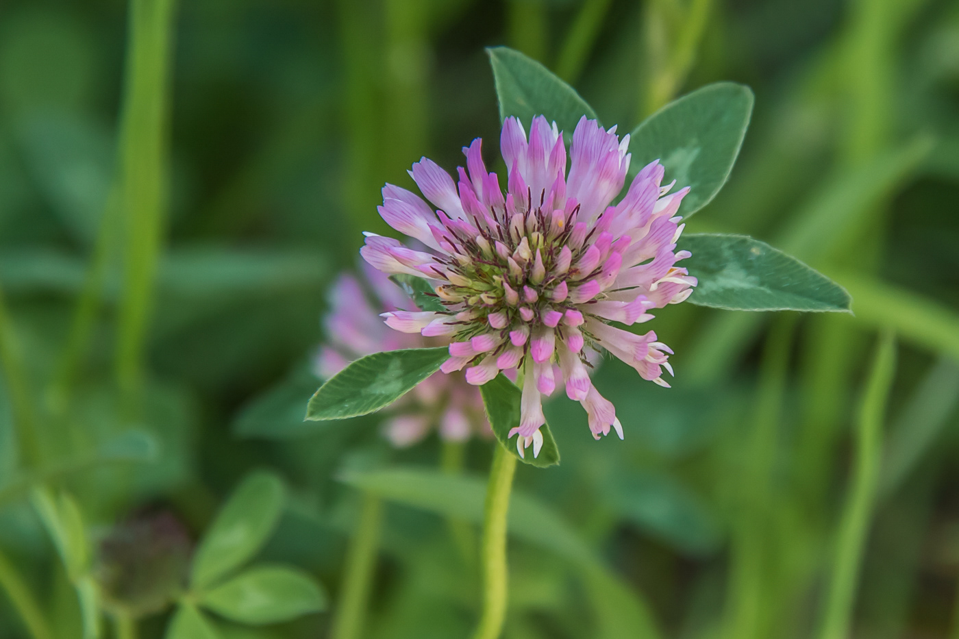 Rode Klaver - Trifolium pratense