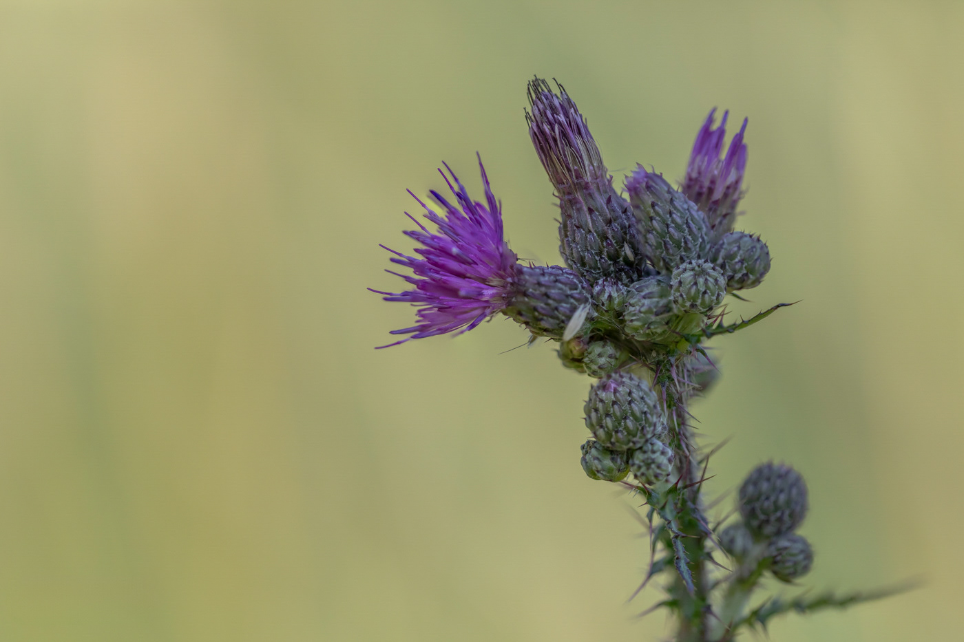 Kale Jonker - Cirsium palustre