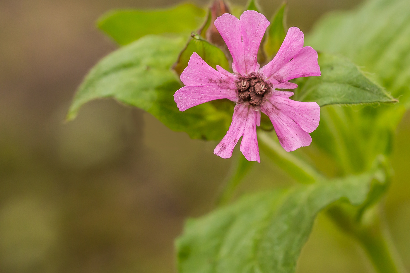 Dagkoekoeksbloem - Silene dioica