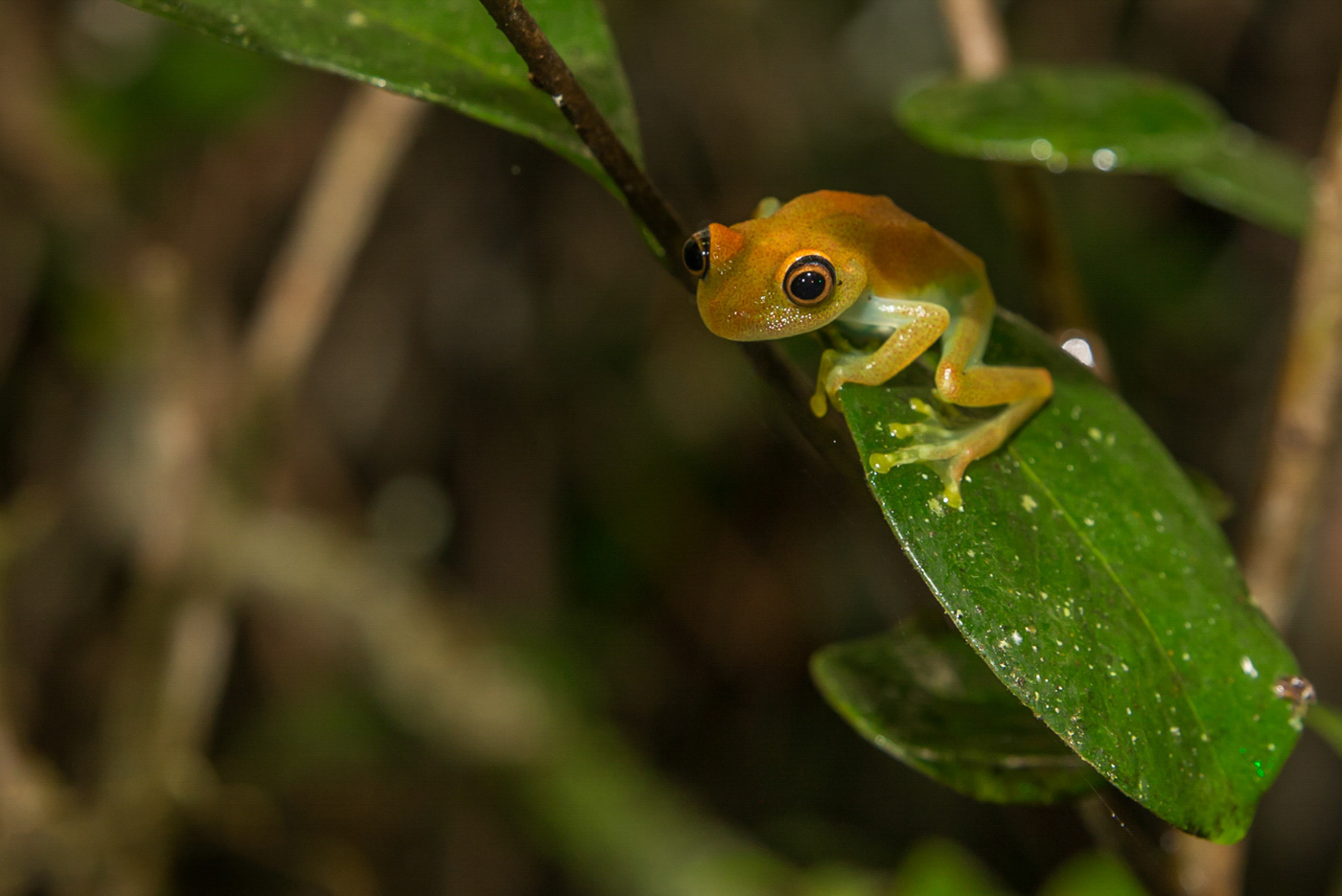 Groene Boskikker - Pelophylax lessonae