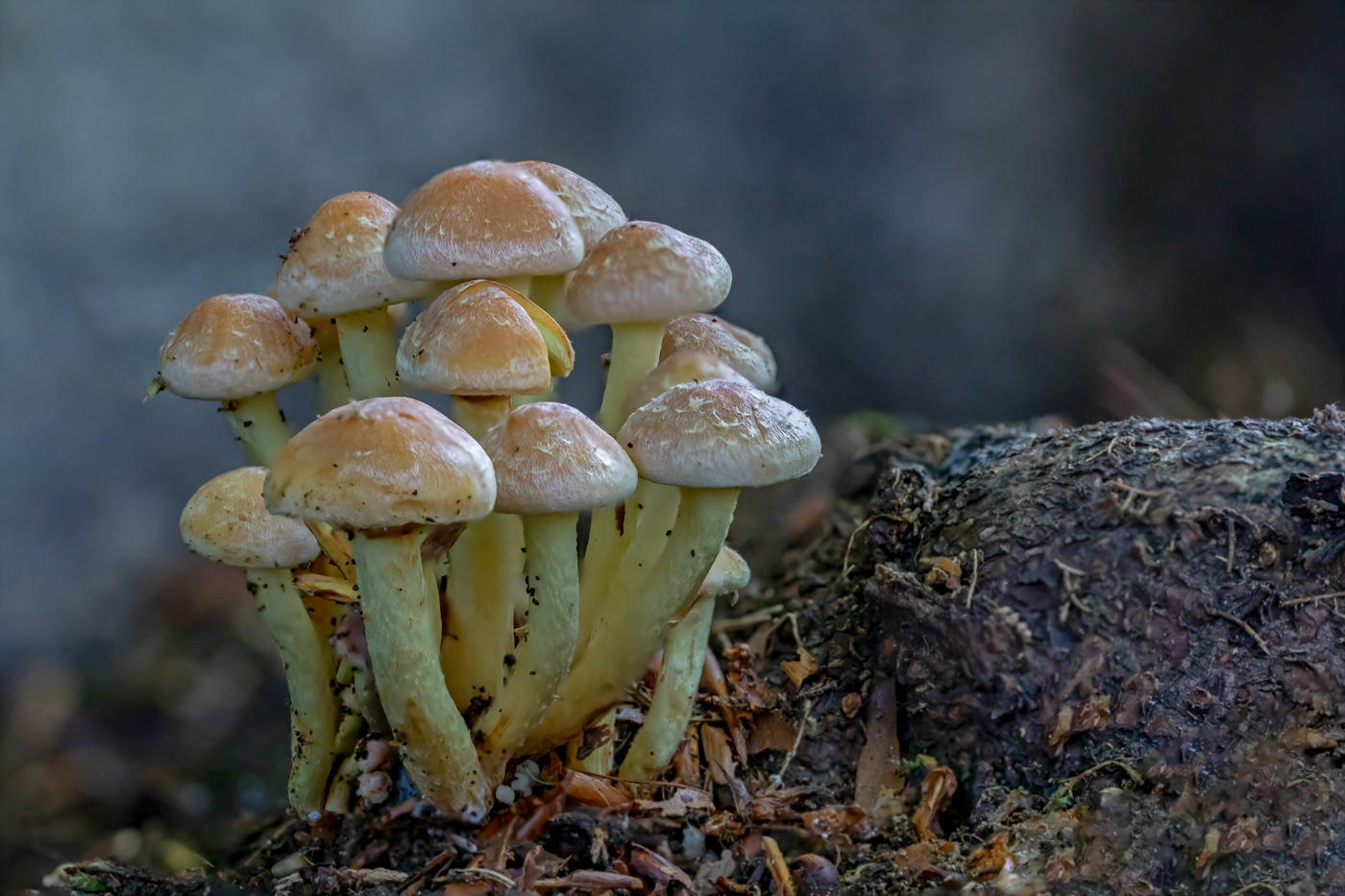 Zwavelkoppen - Laetiporus
