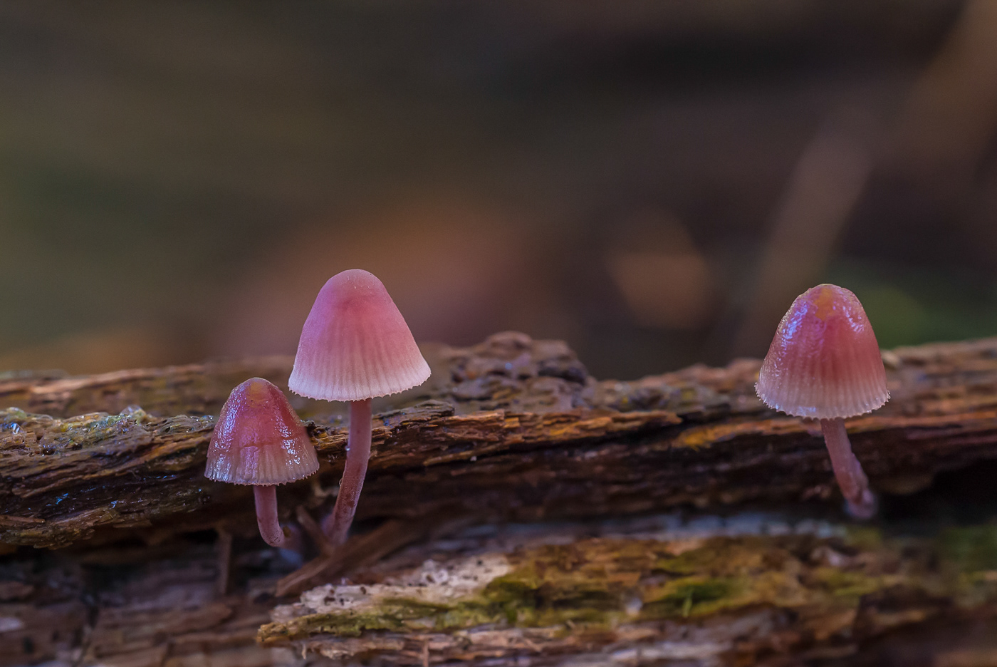 Grote bloedsteelmycena - Mycena haematopus