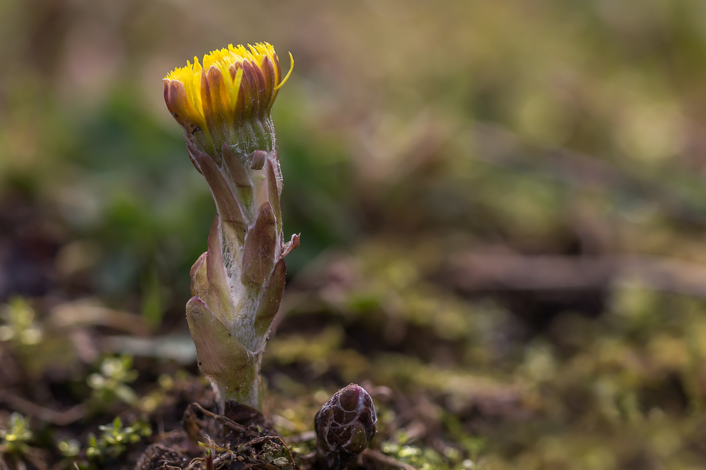 Klein Hoefblad - Tussilago farfara