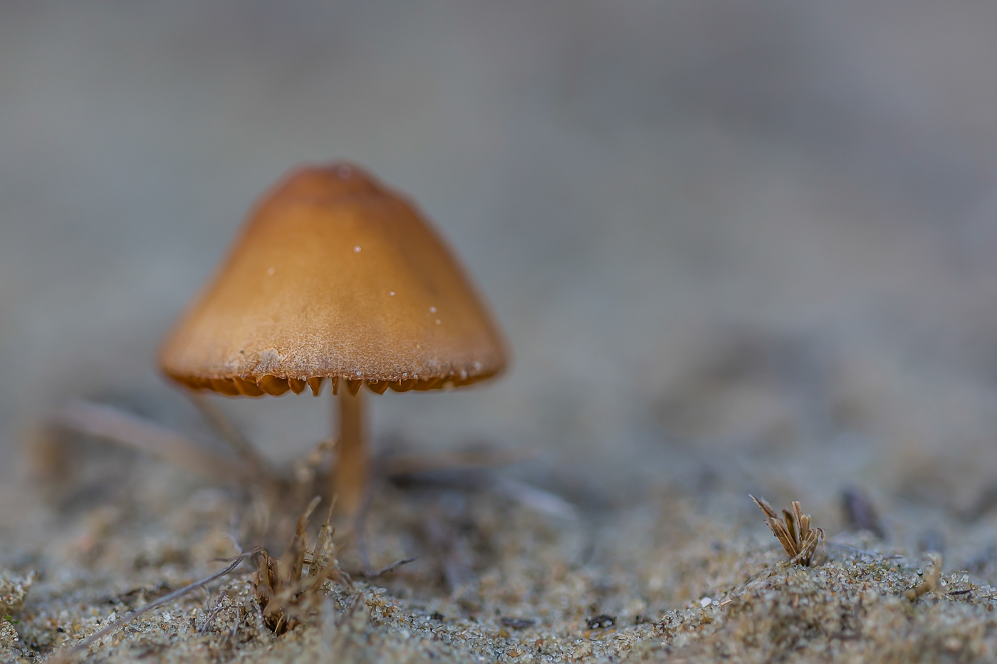 Duinpaddenstoel - Dune boletus
