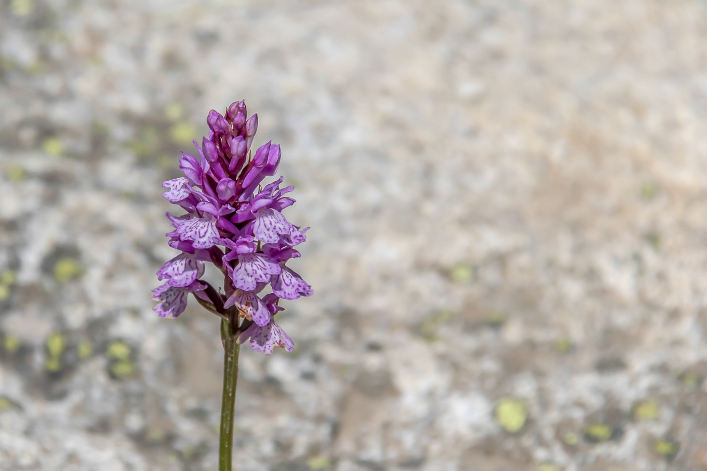 Orchidee - Orchidaceae