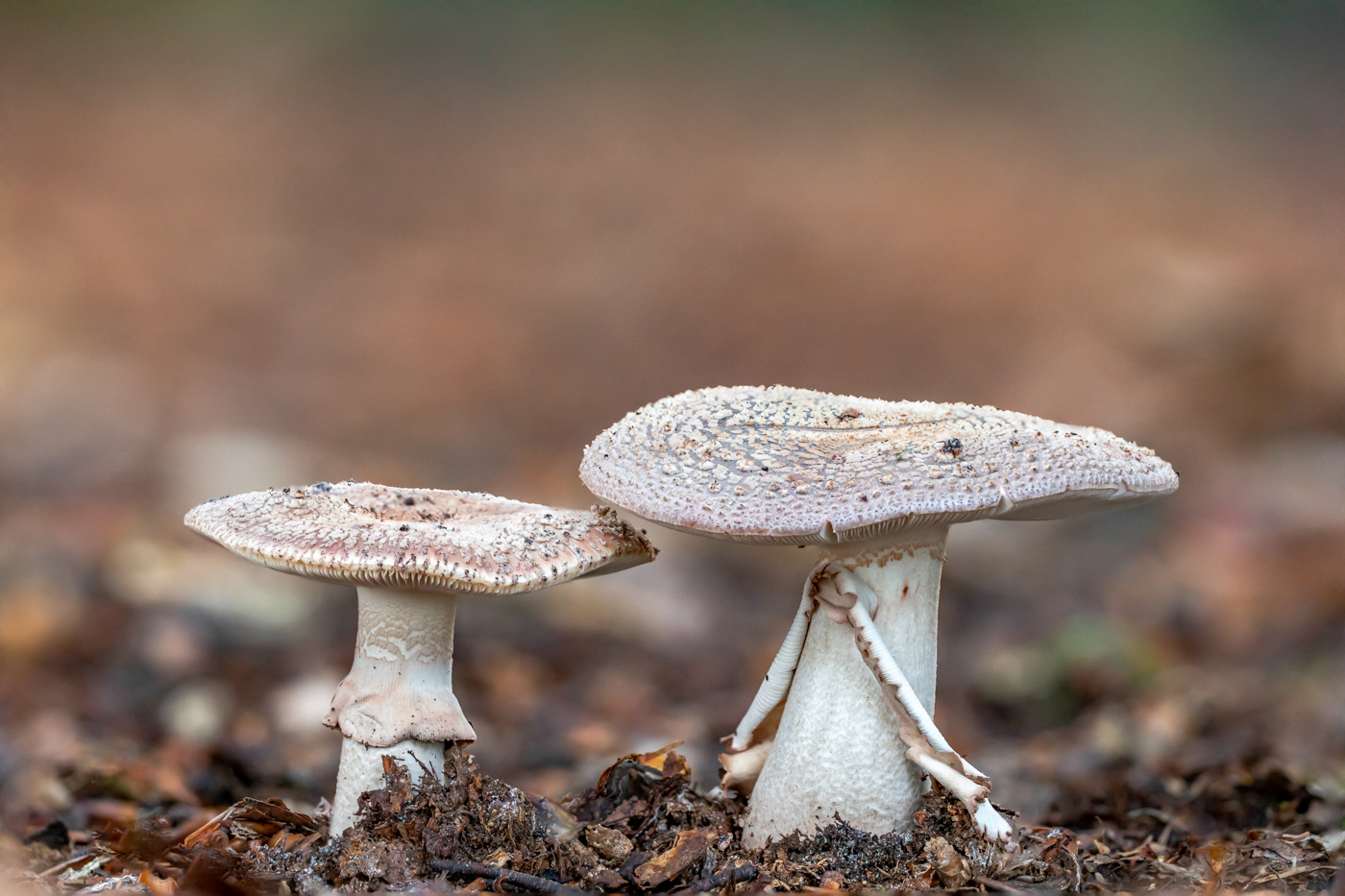 Grijze Amaniet - Amanita rubescens