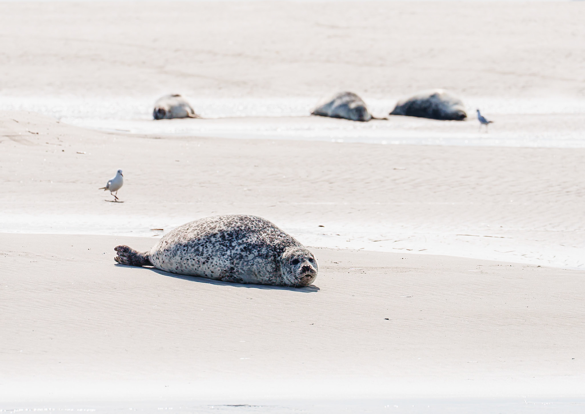 Veau marin de la baie de Somme