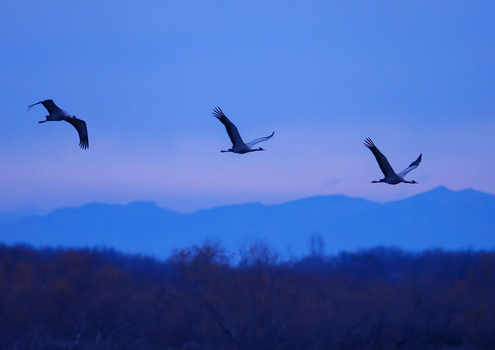le lever des grues cendrées