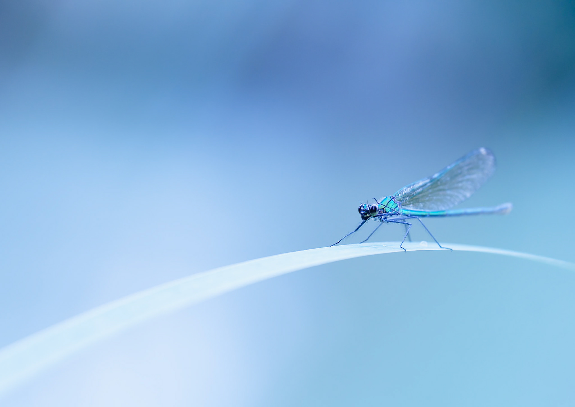 Toilette de la demoiselle