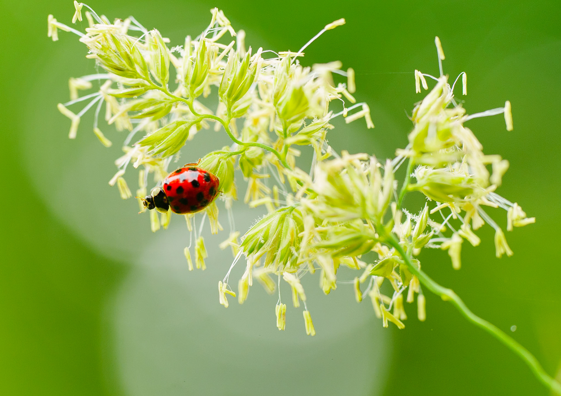 Coccinelle