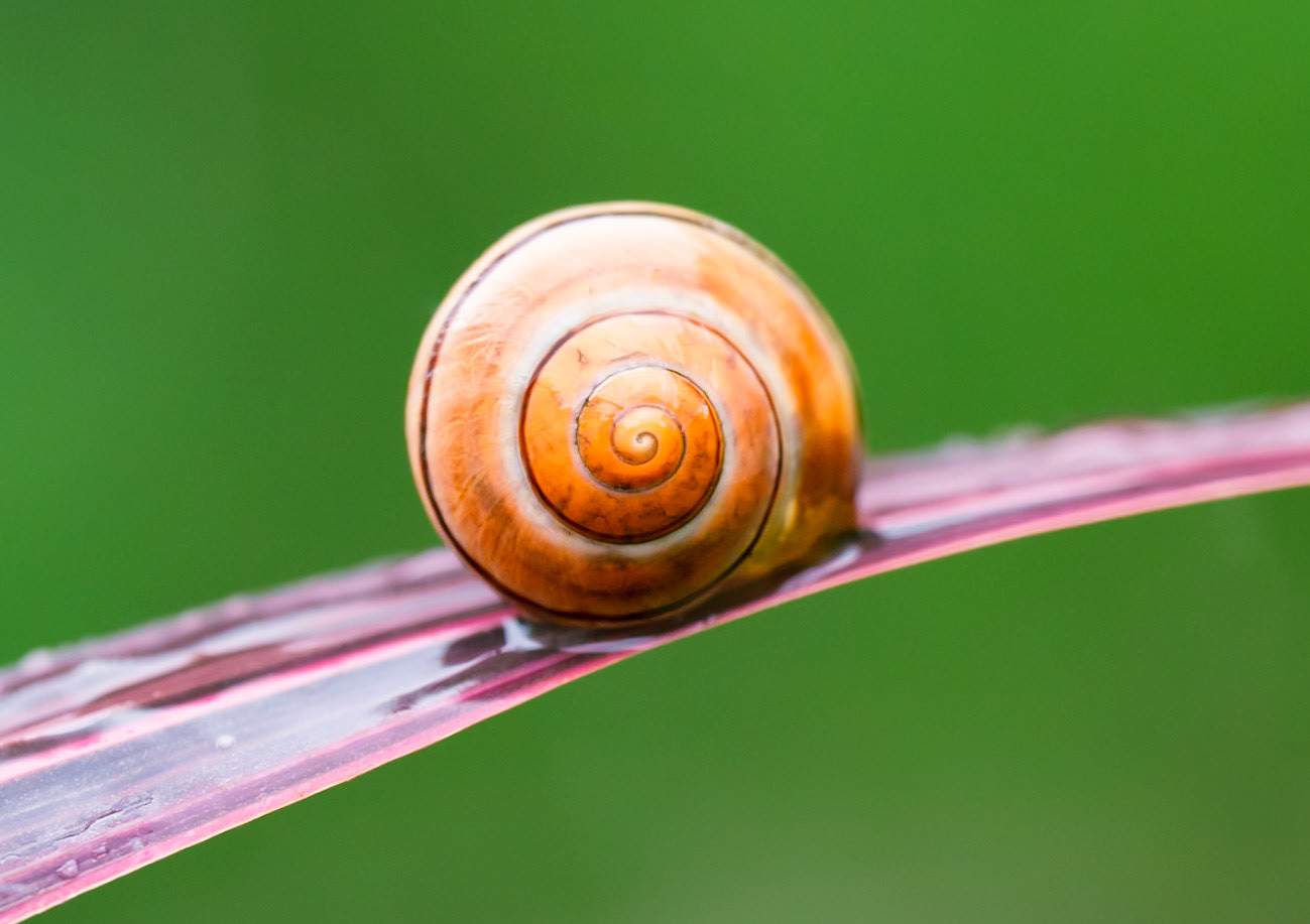 Rouleau de printemps