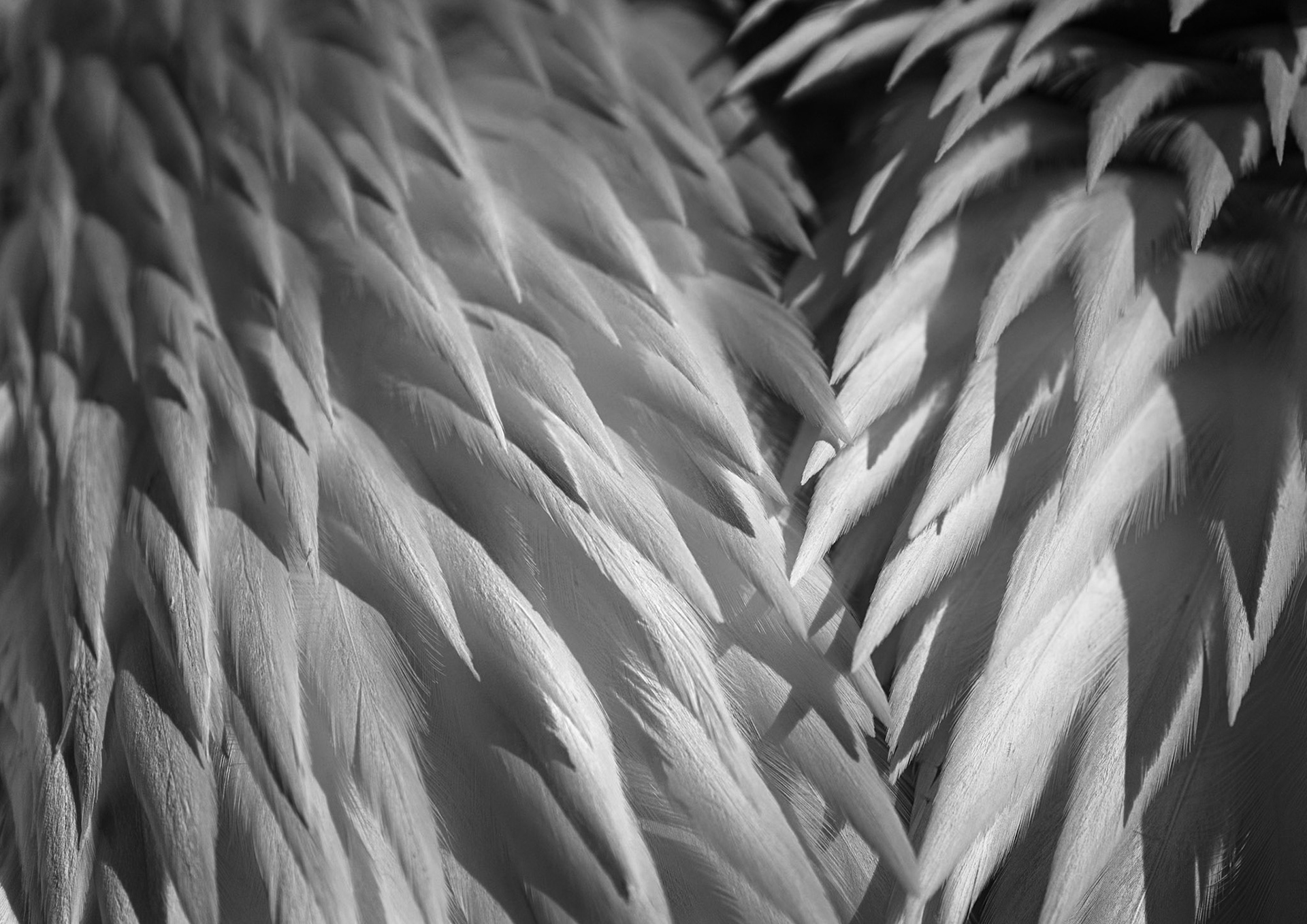 Plumes