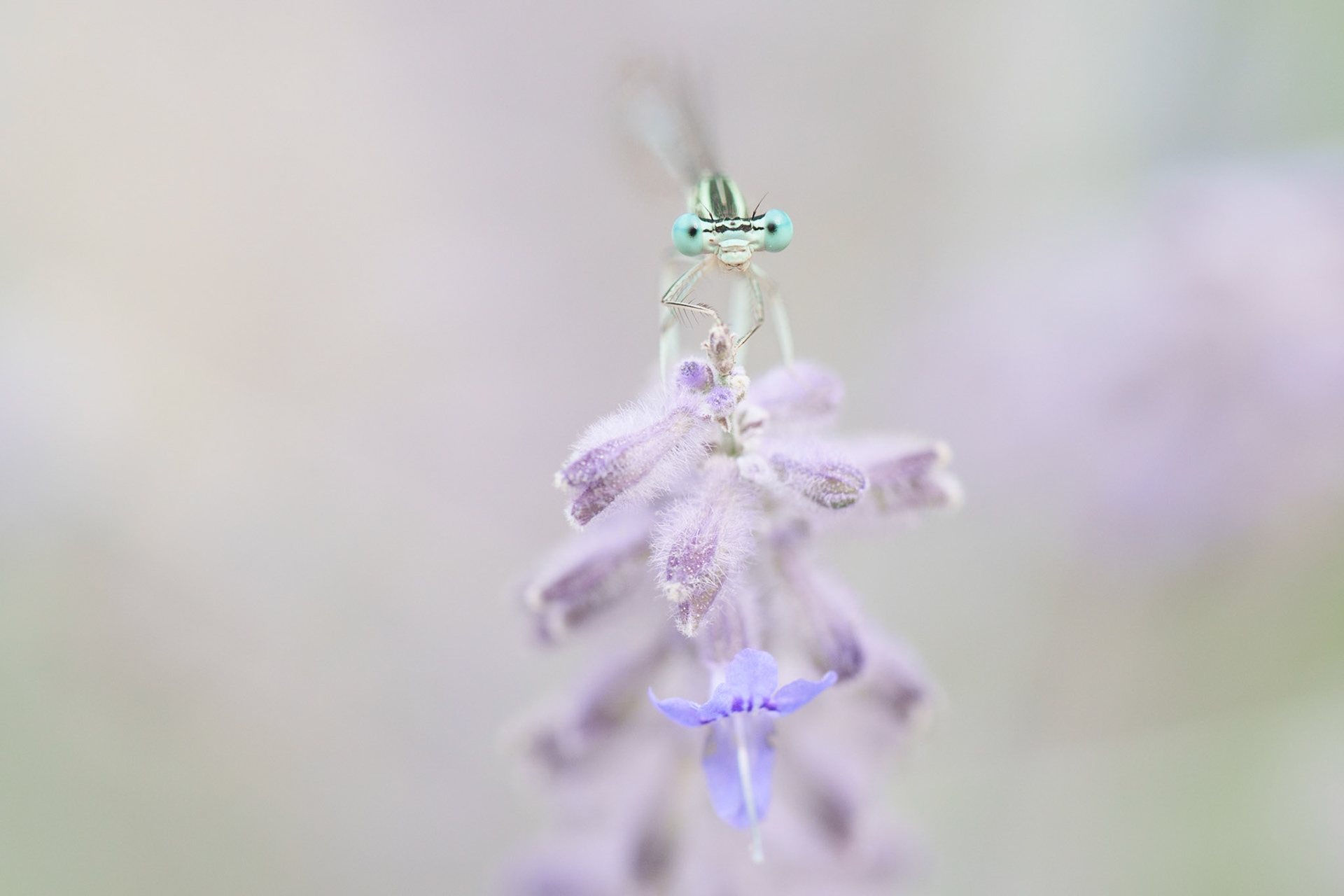 Demoiselle