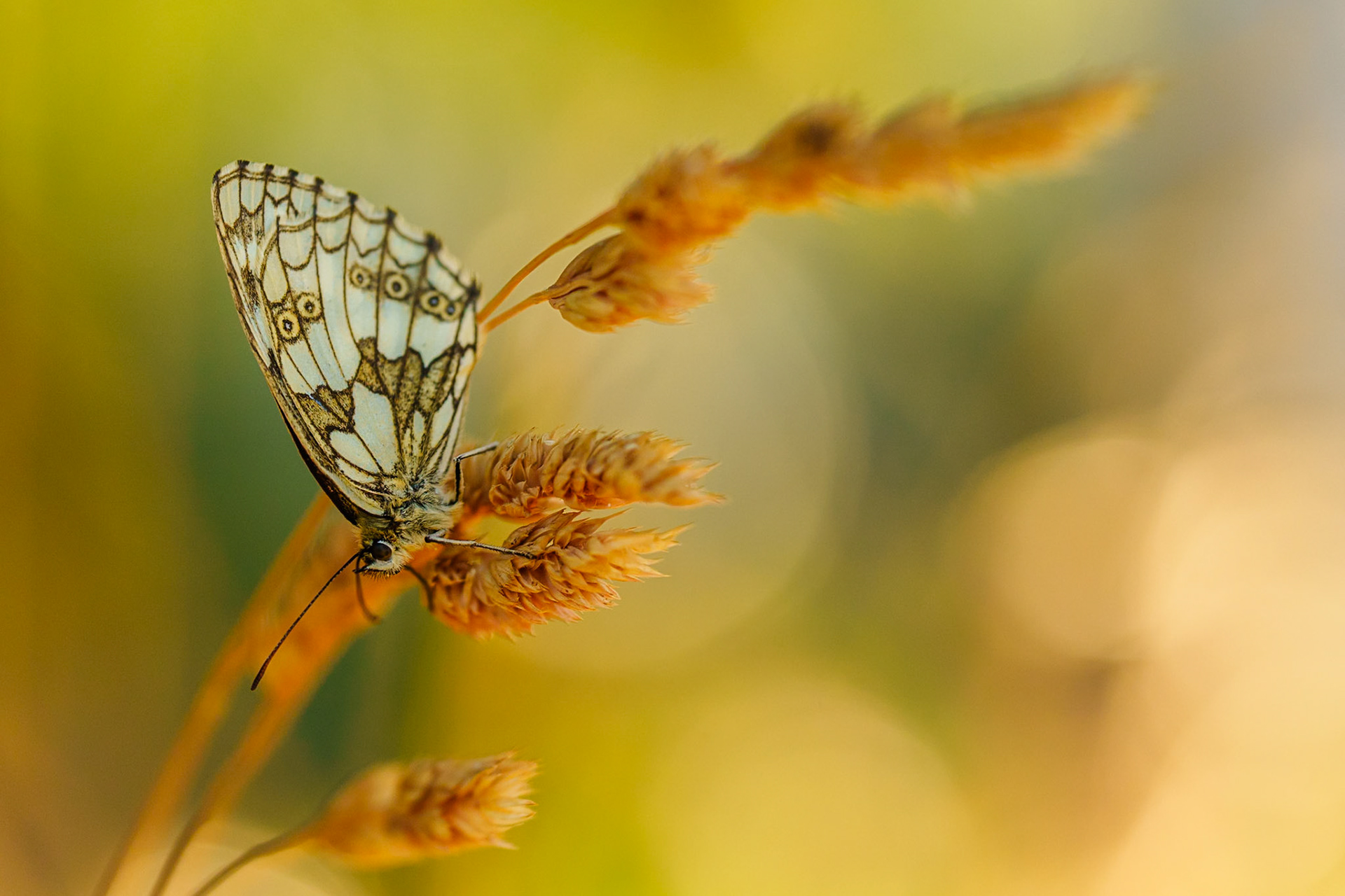 Papillon demi-deuil