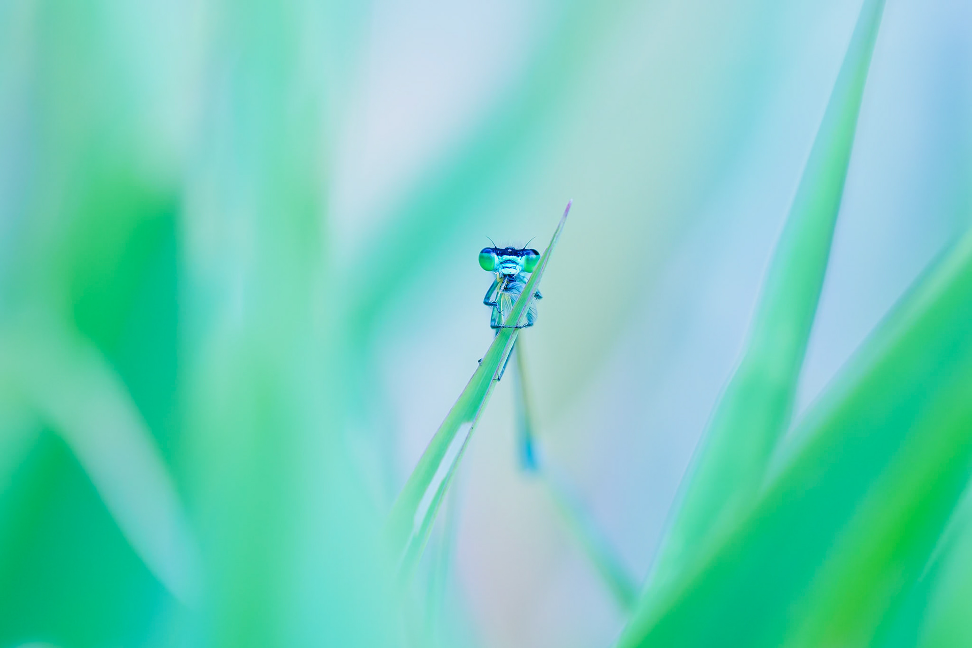 Déjeuner dans l'herbe