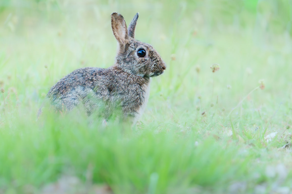 Lapin de garenne