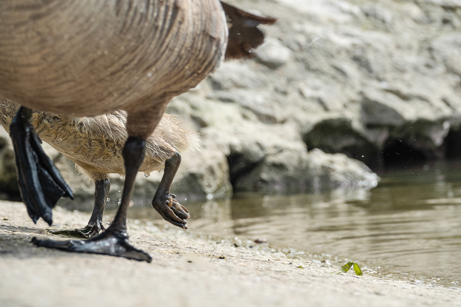 dans les pas de maman