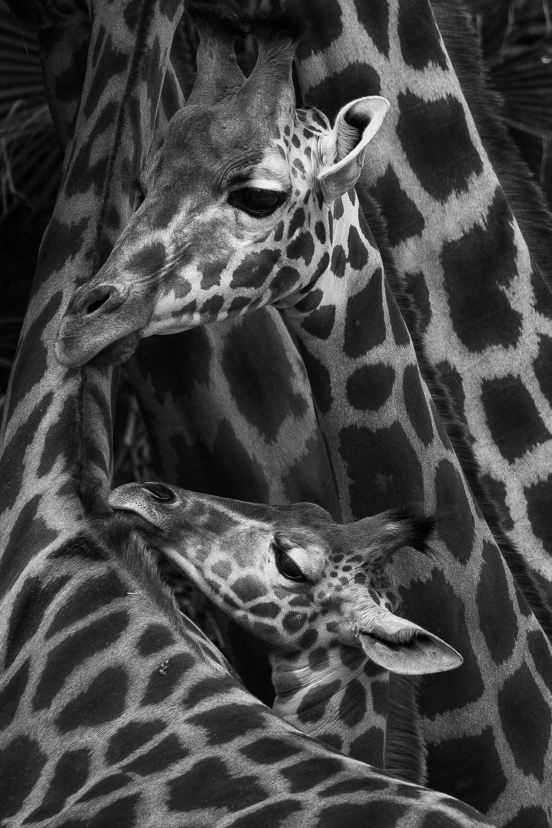 les girafons