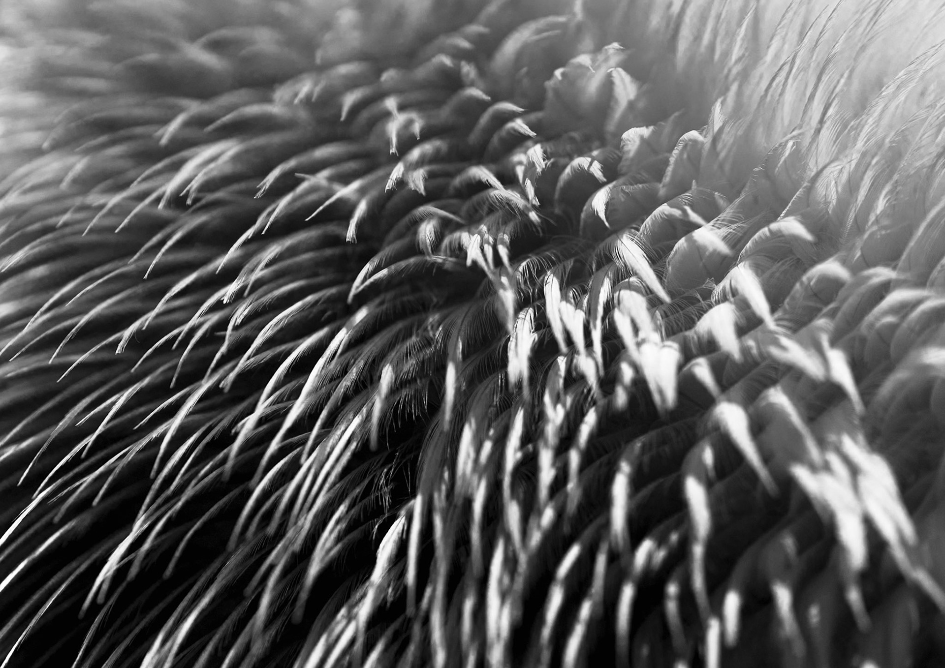 Pompon