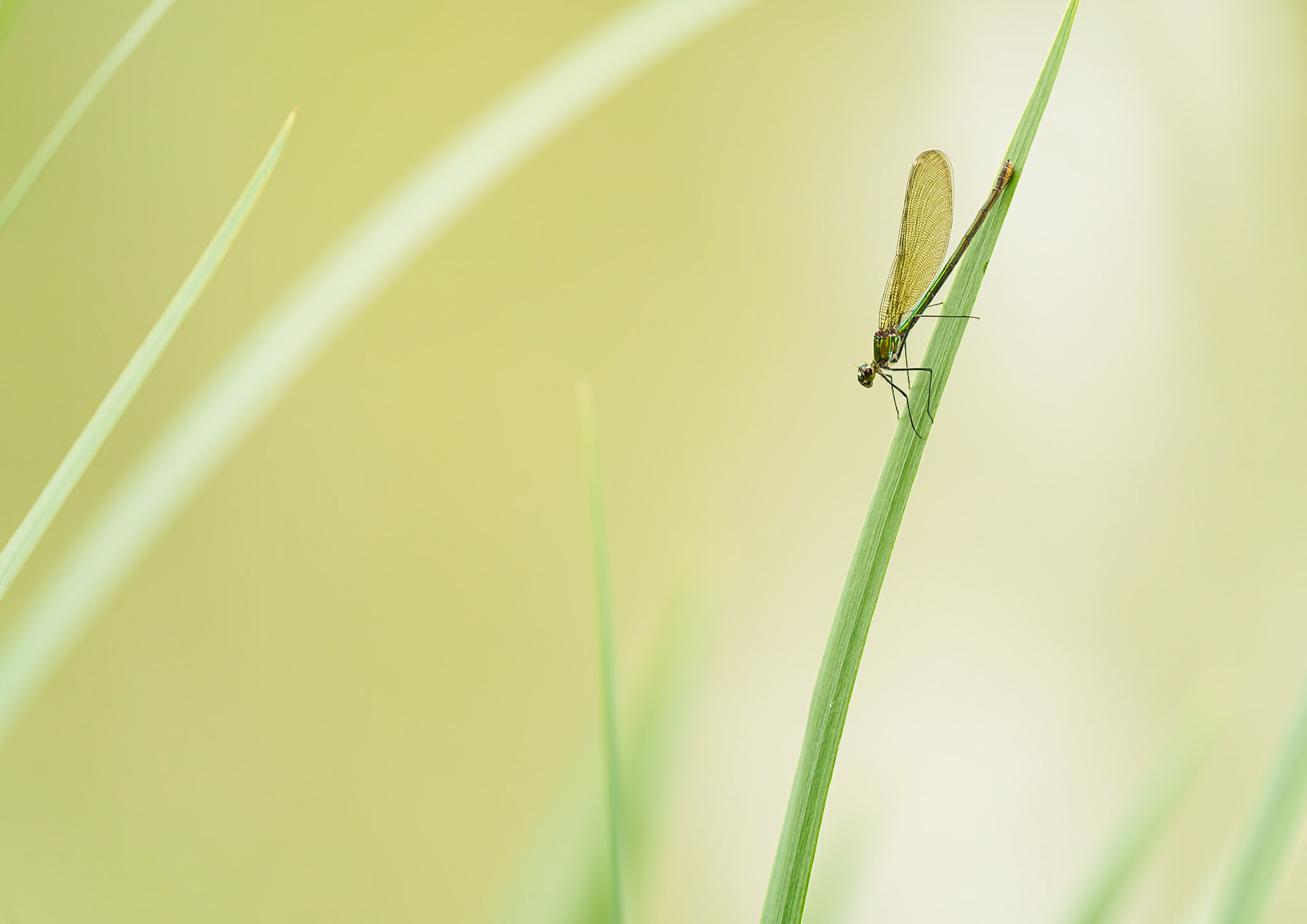 Rendez vous de l'hètre 2025
