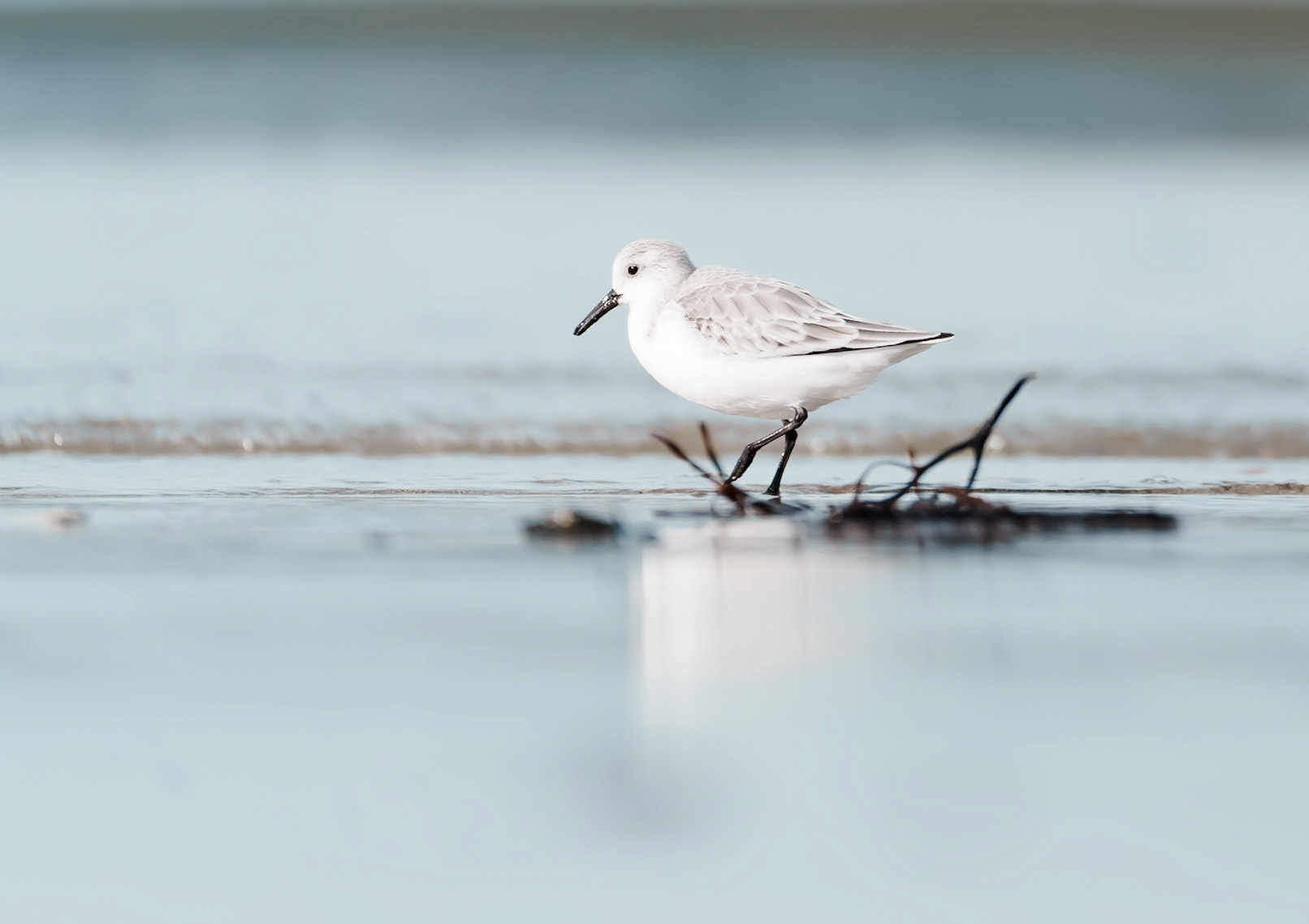 Bécasseau sanderling