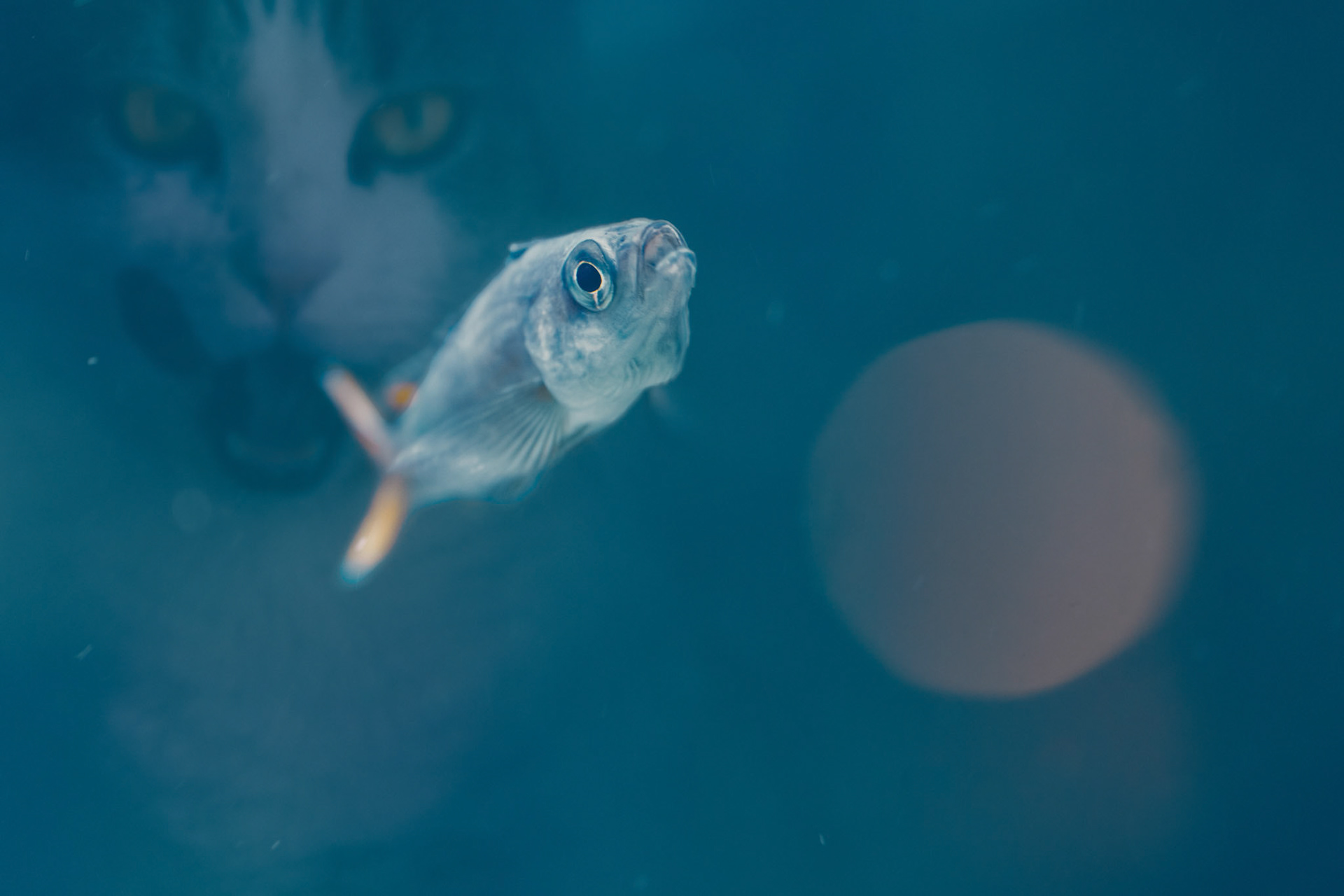 Sushi or not sushi... ?