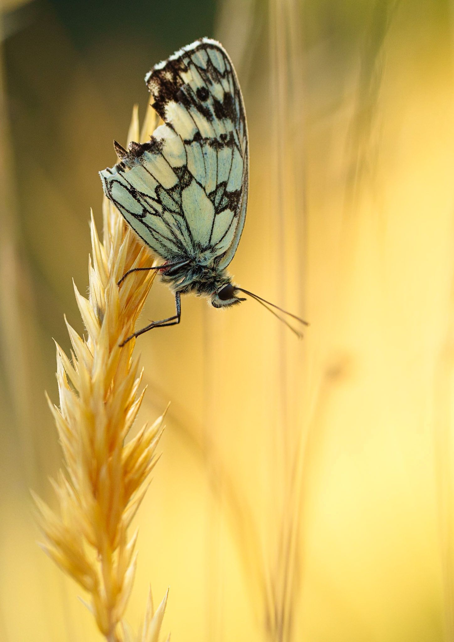 Attention fragile