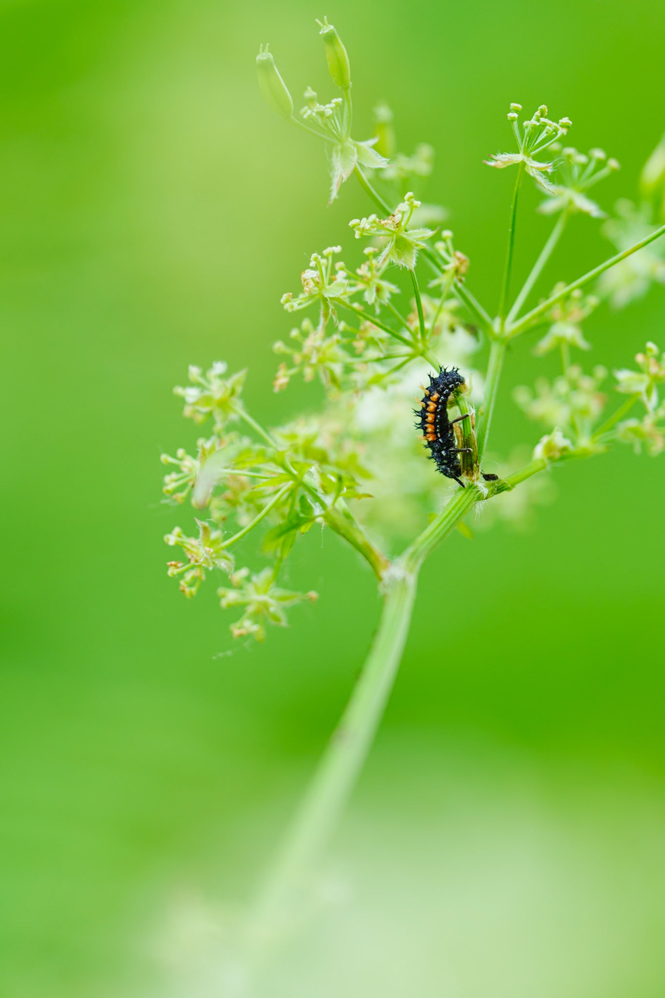 Larve de coccinelle