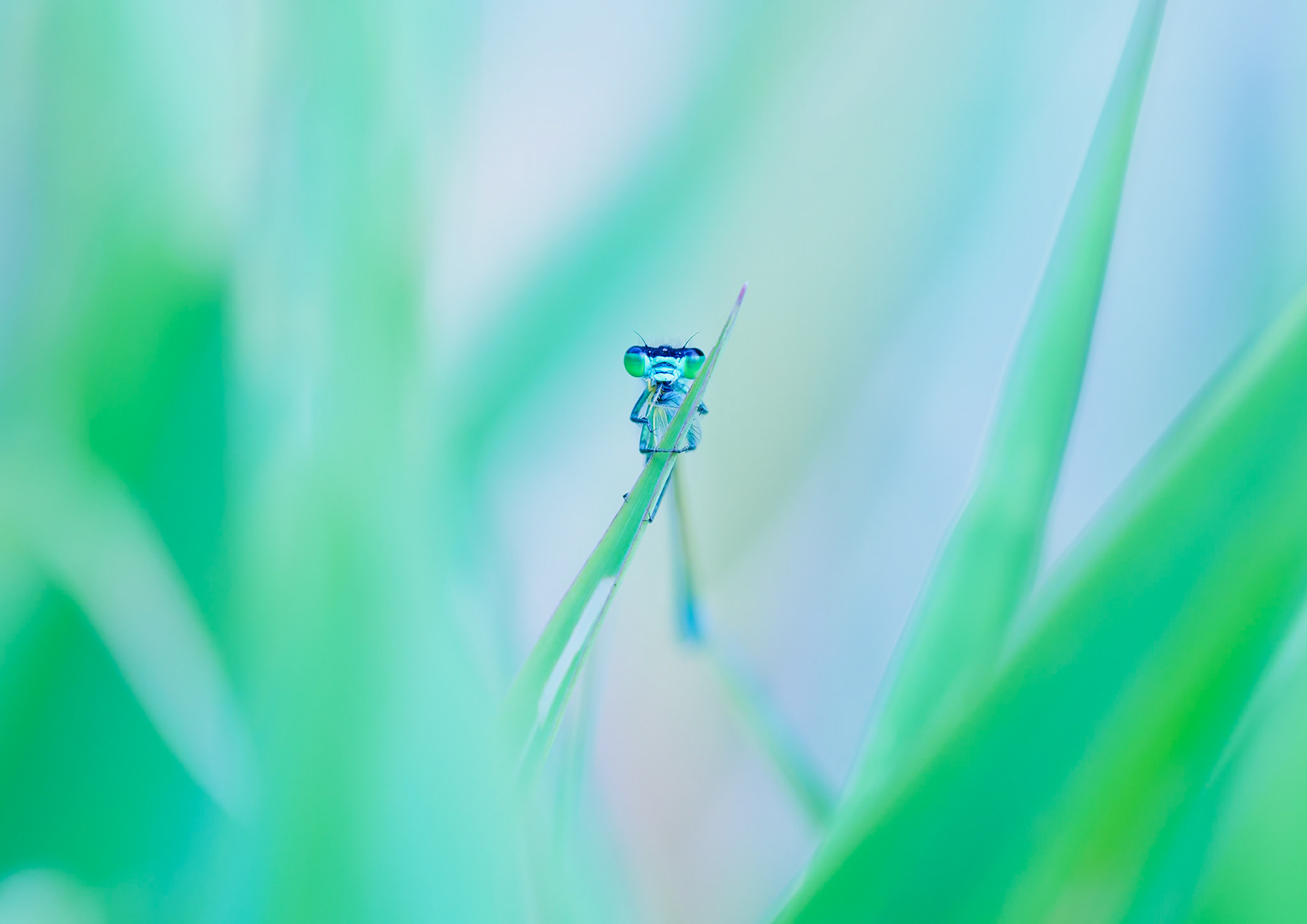 Déjeuner dans l'herbe