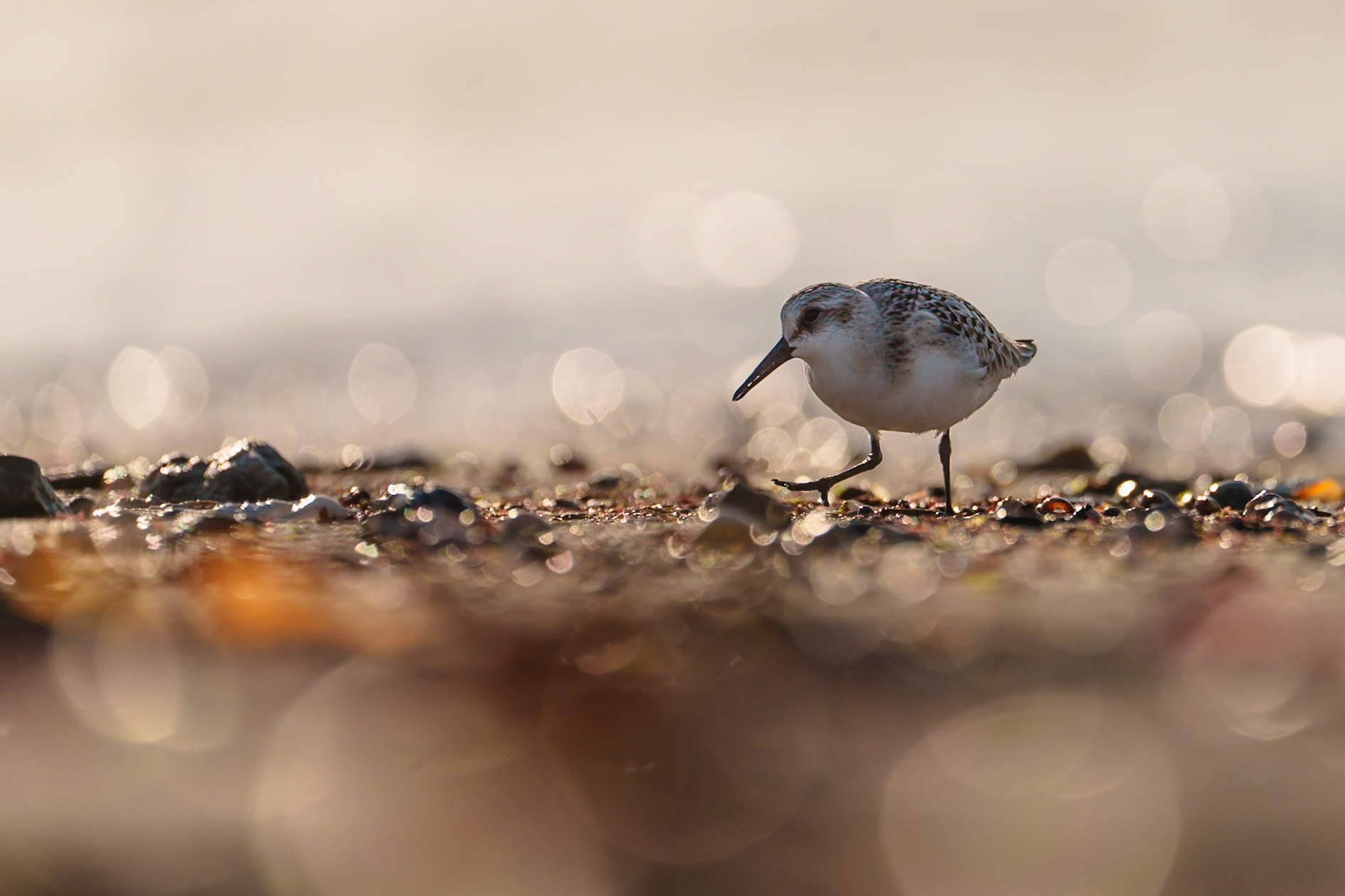 Bécasseau sanderling