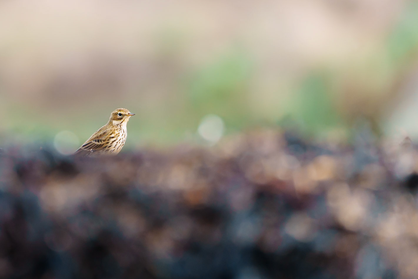 Pipit maritime