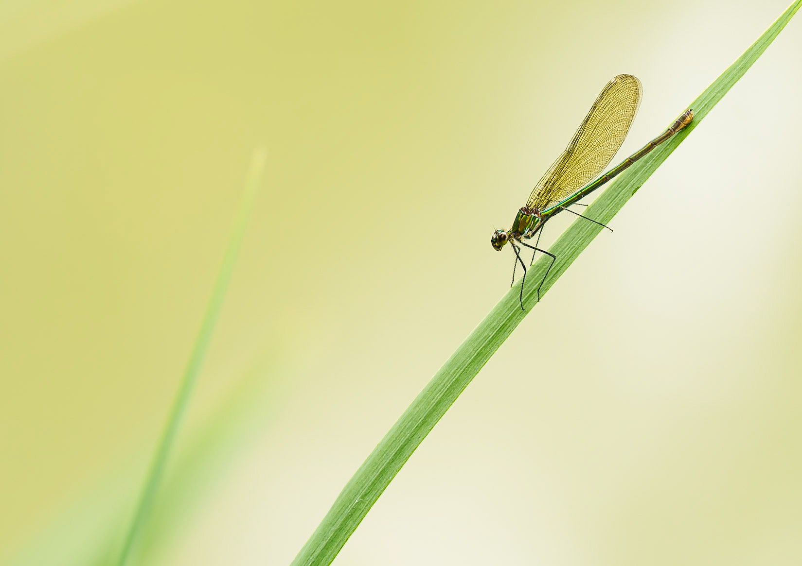 Demoiselle verte