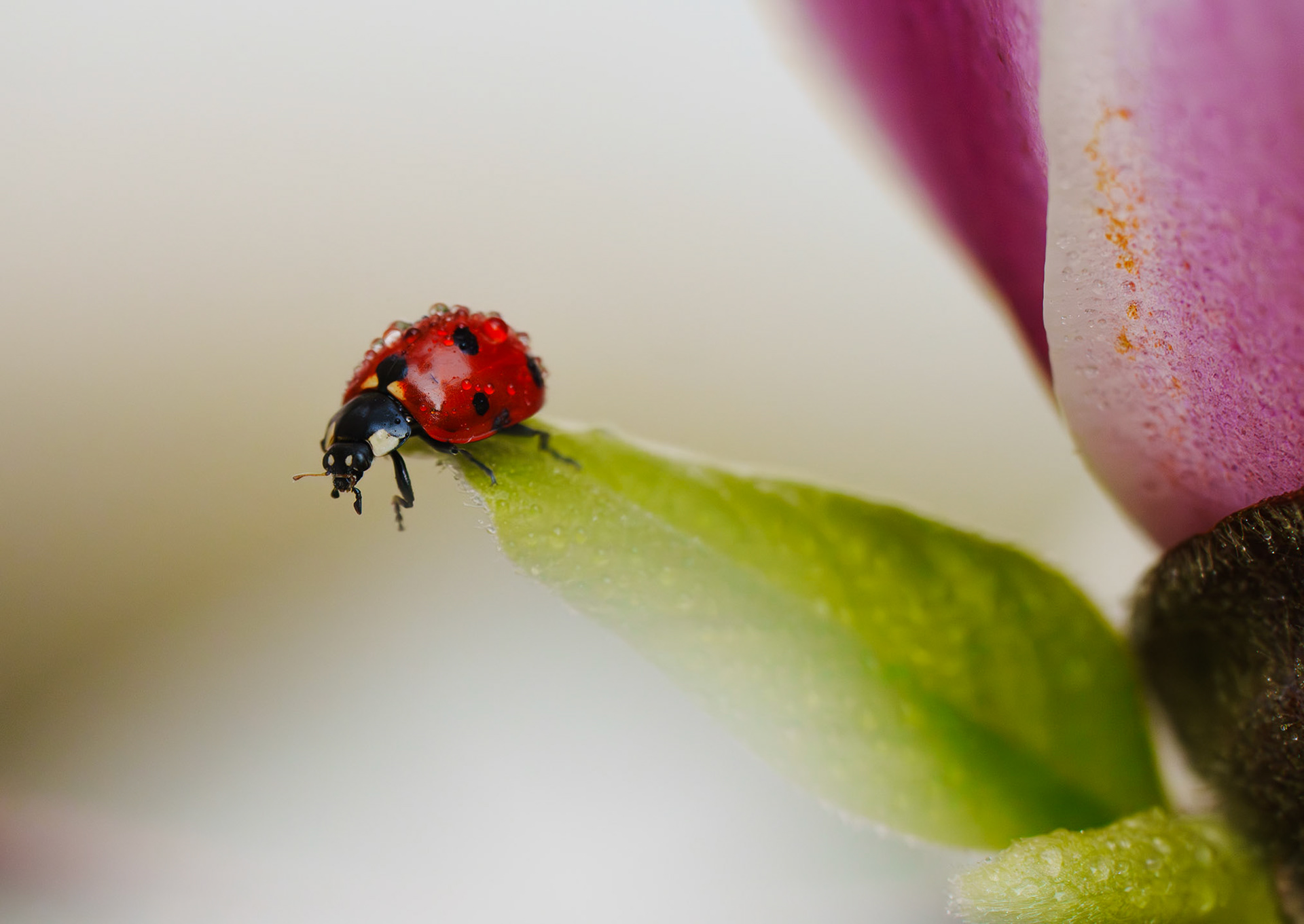 Coccinelle &Magnolia