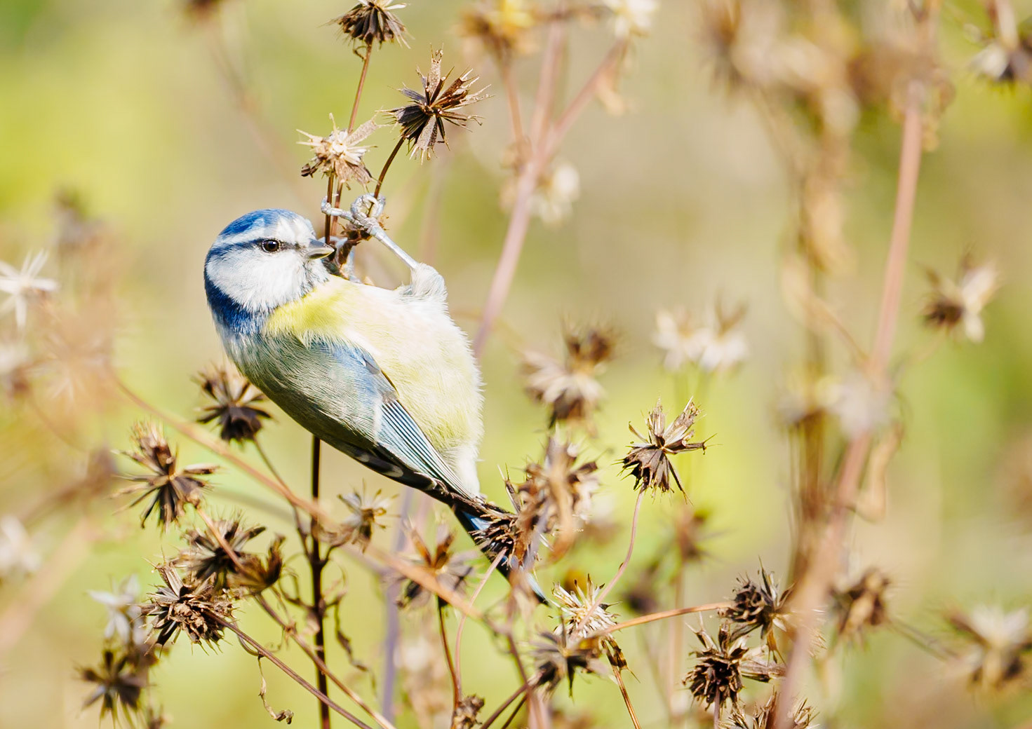 Mésange bleue