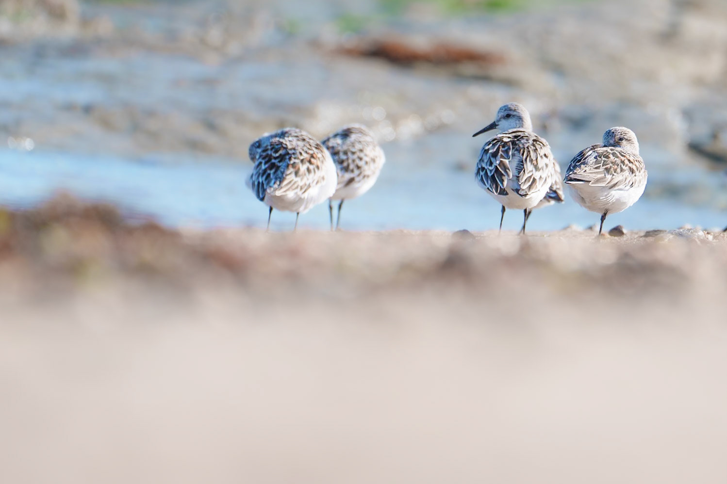 Bécasseaux sanderling