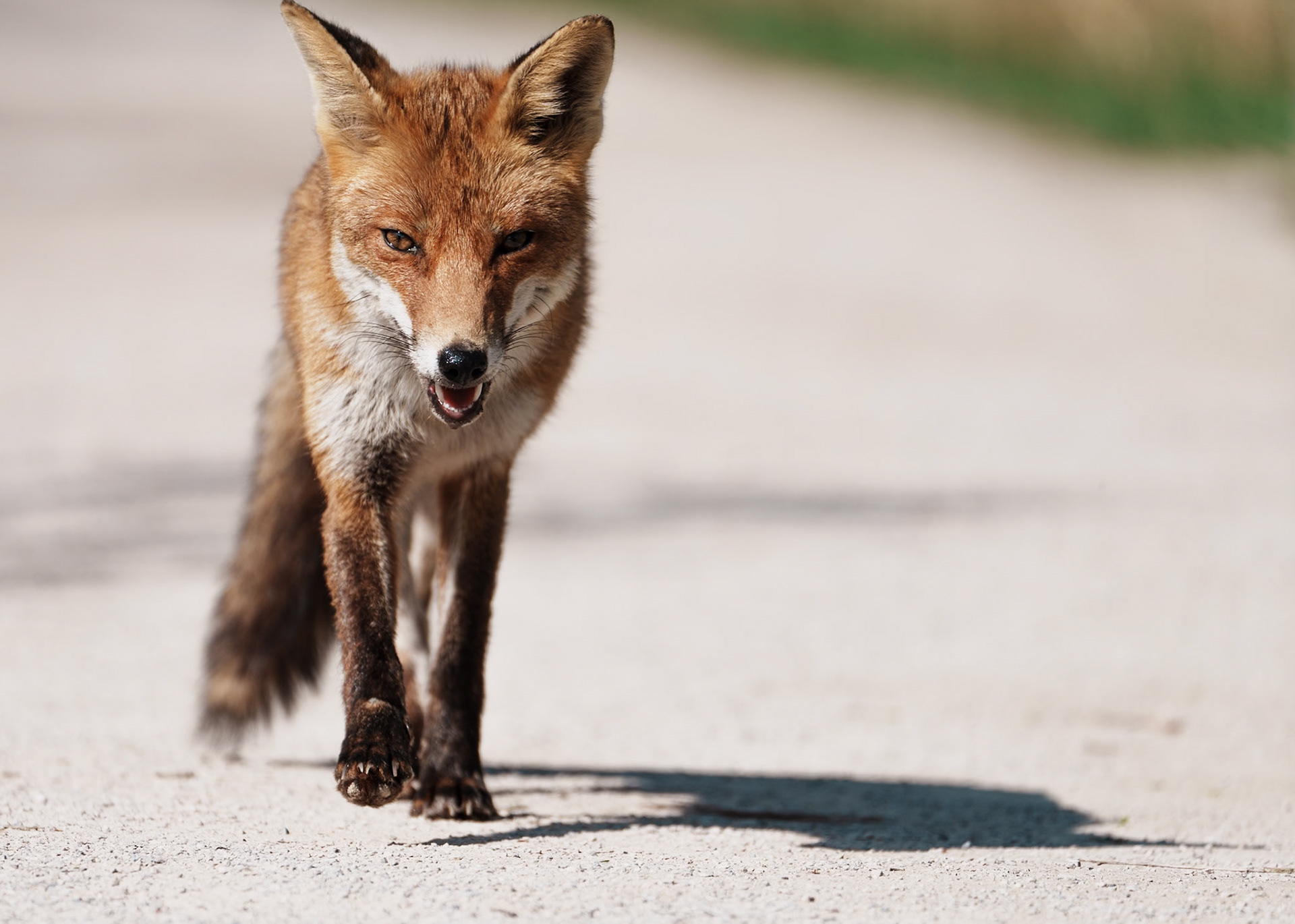 Renard