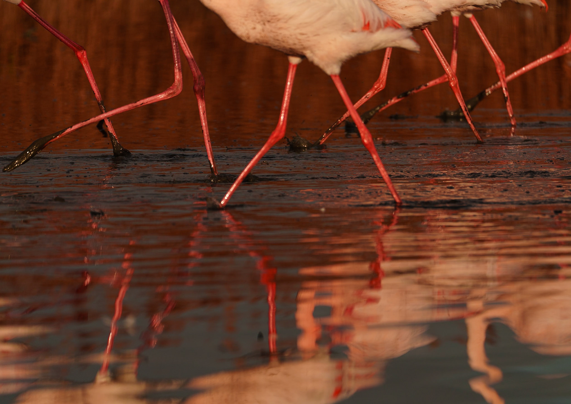 les belles gambettes