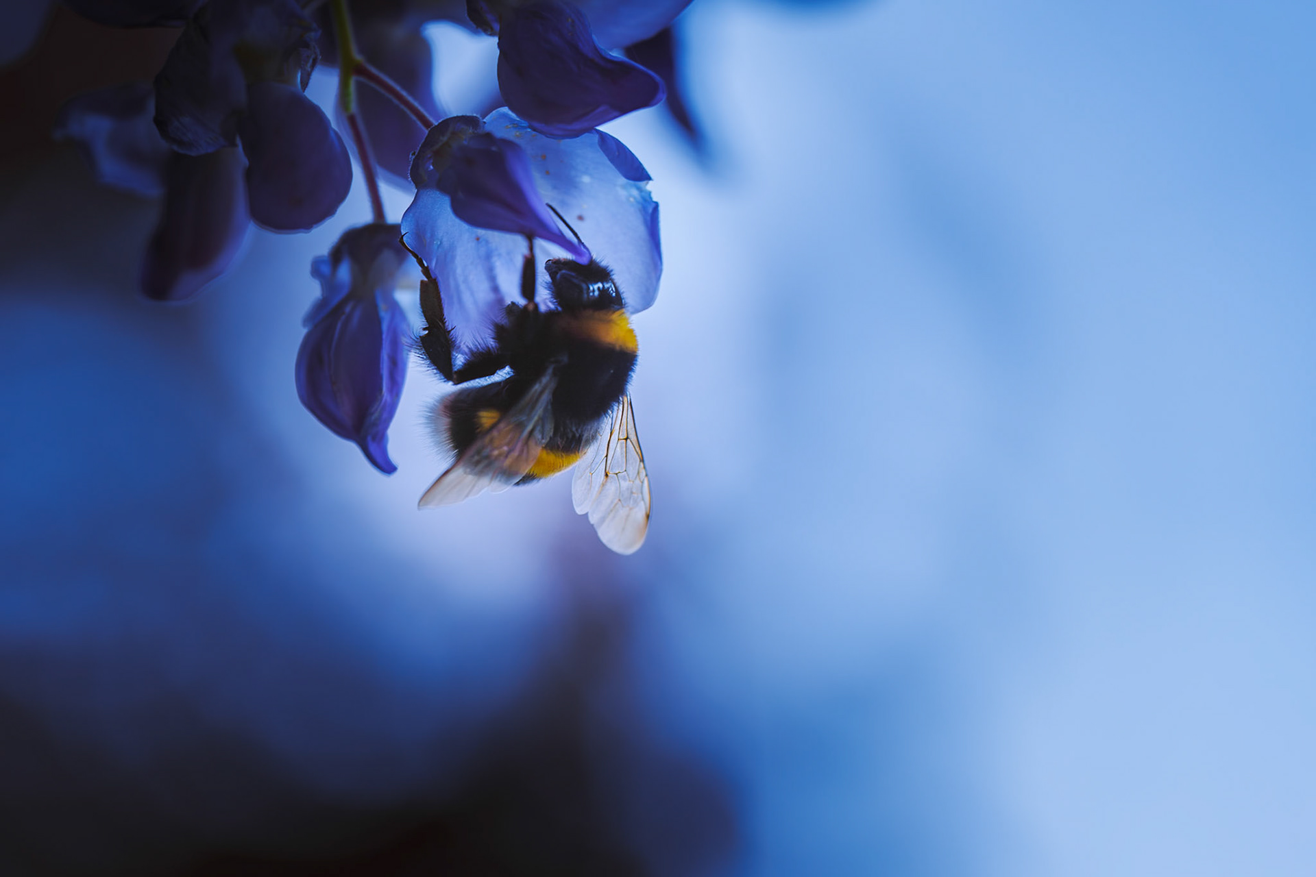 Matin bleu