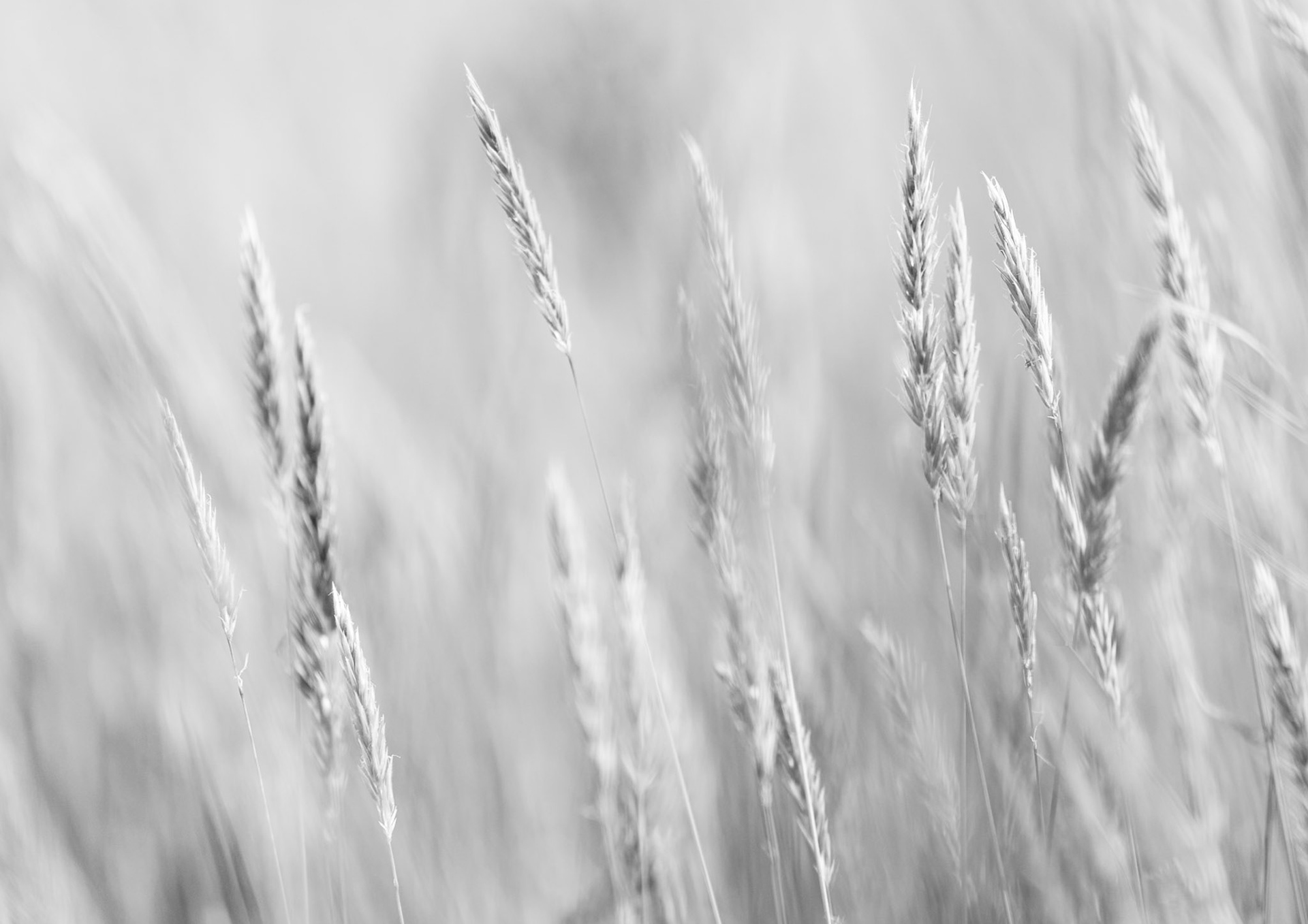 Grains