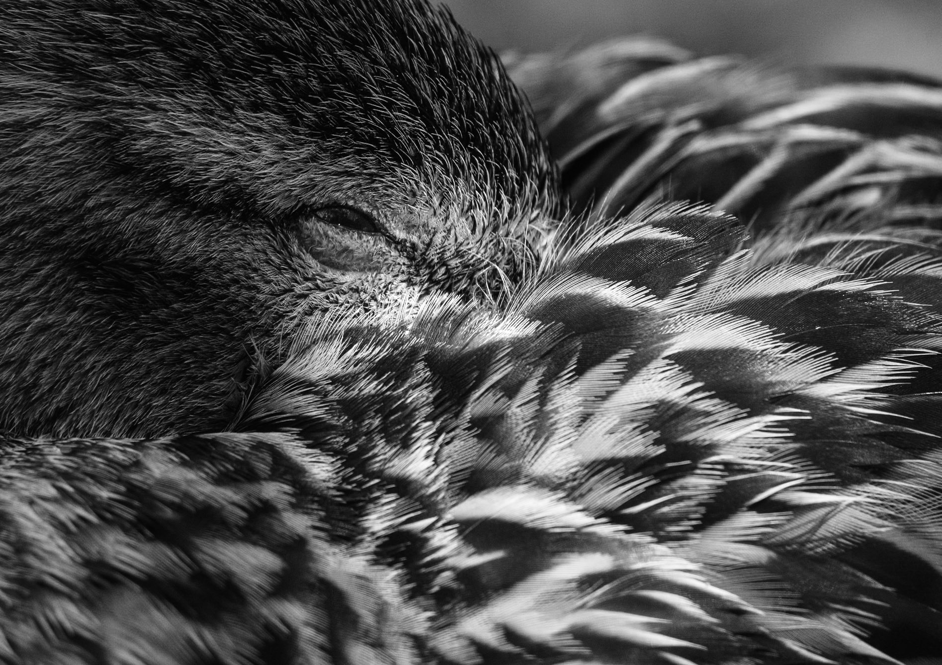 dodo