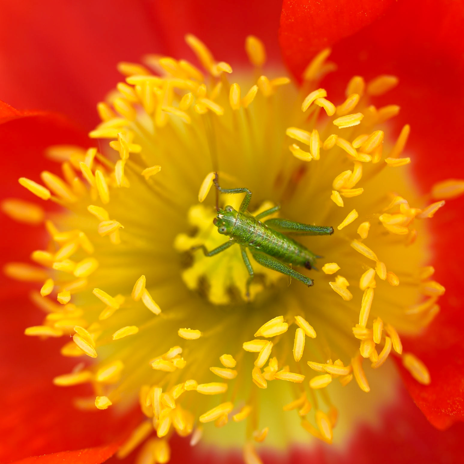 Au coeur du coquelicot